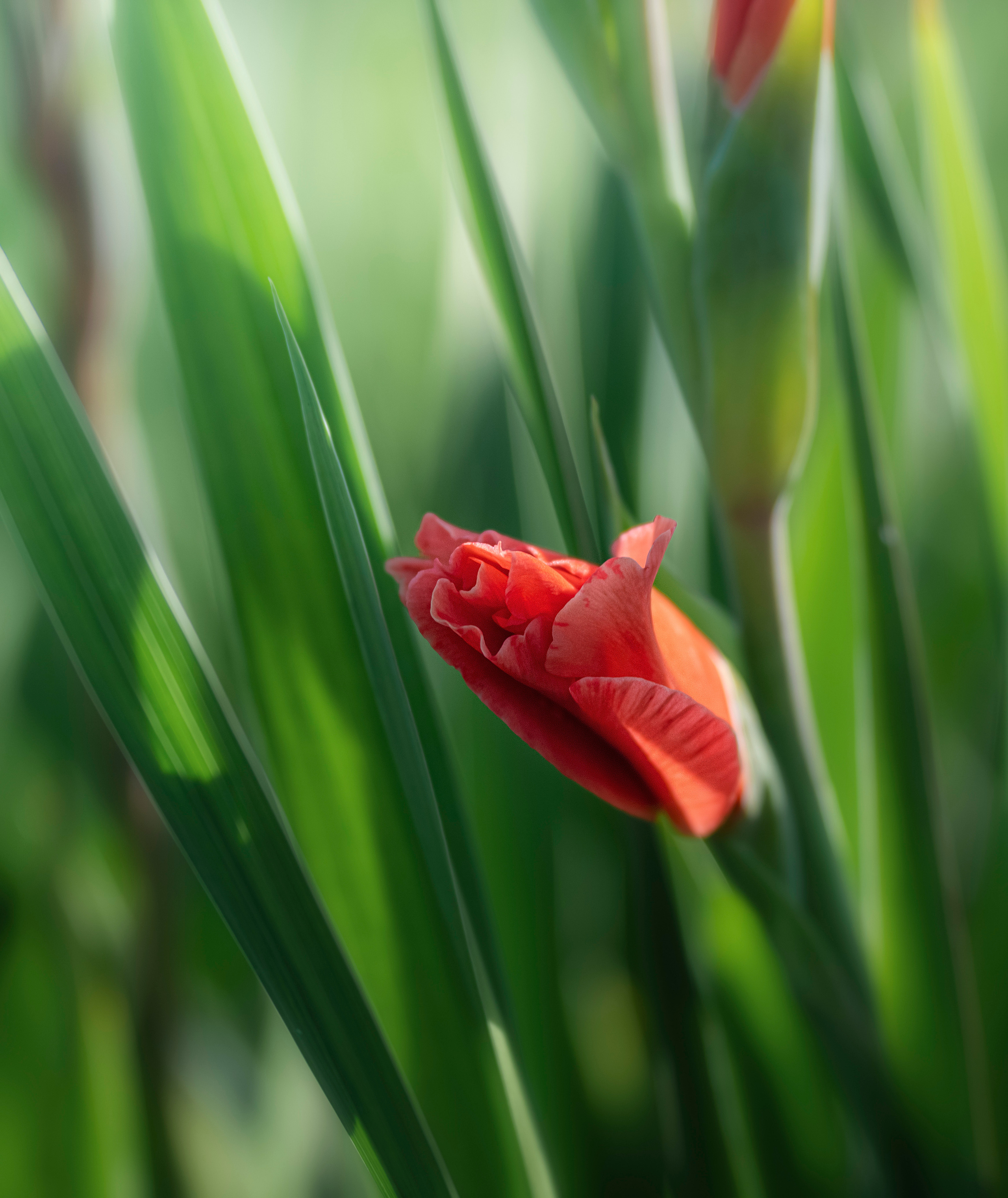 Blumen. LUKIN IGOR Photography