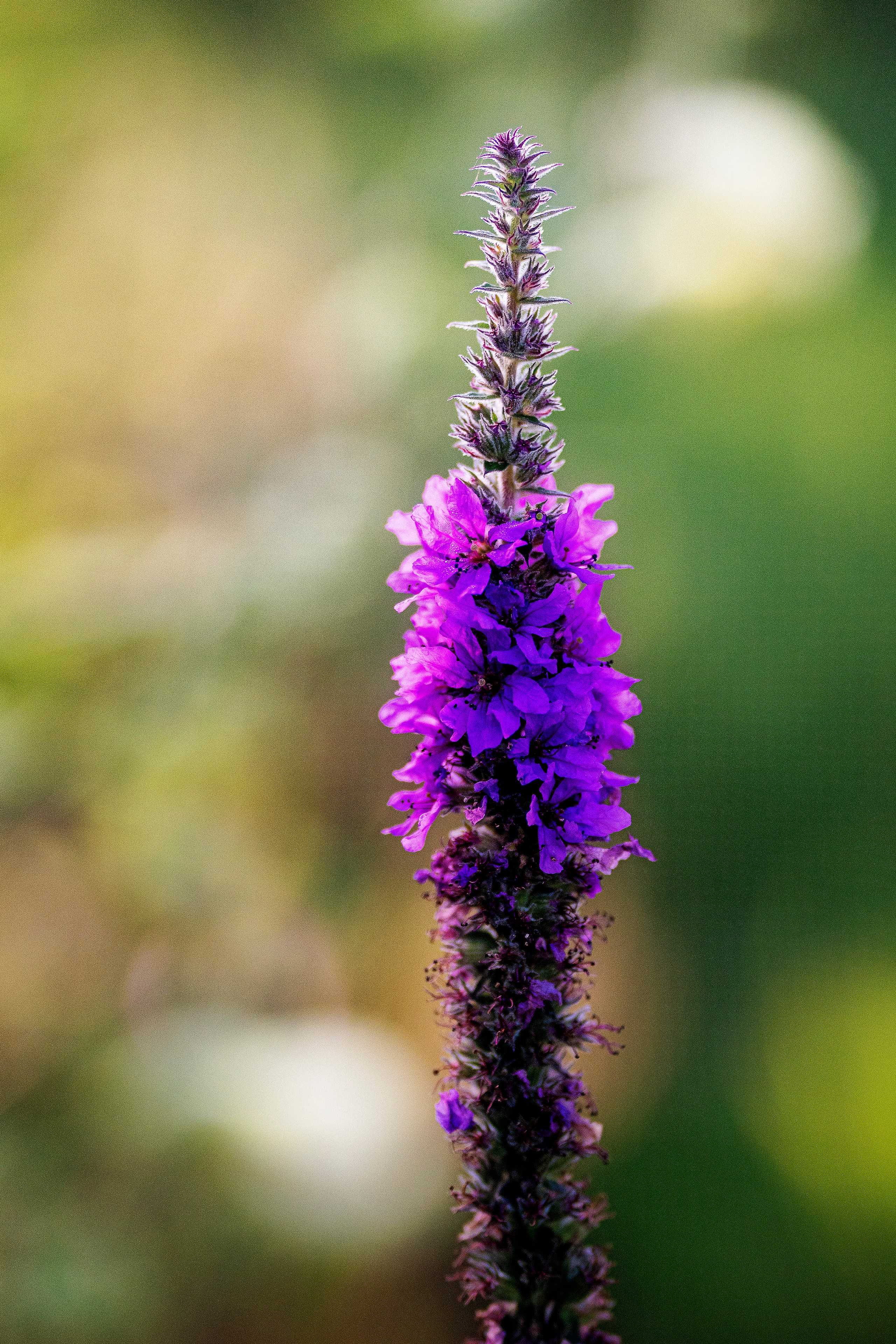 Blumen. LUKIN IGOR Photography