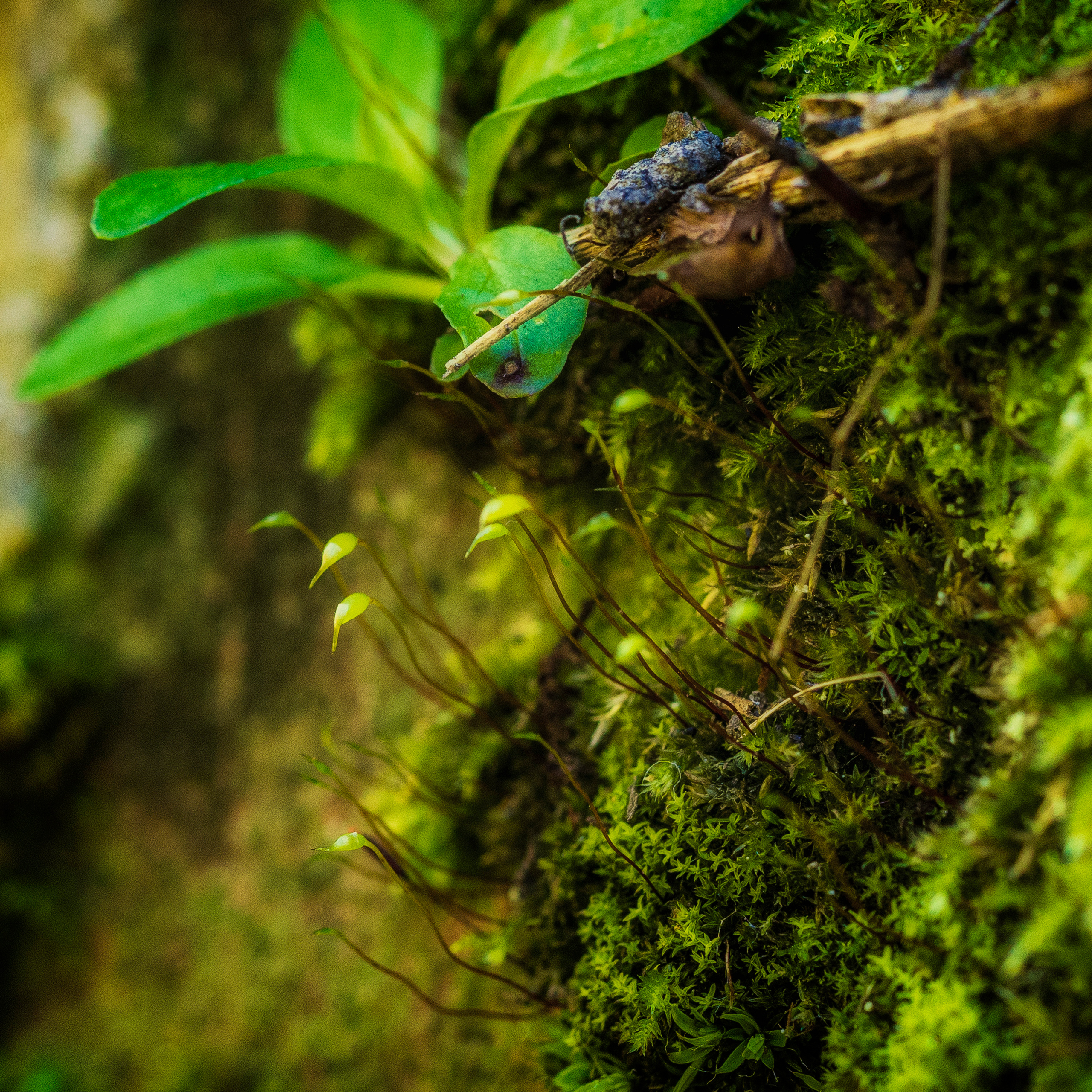 Blumen. LUKIN IGOR Photography