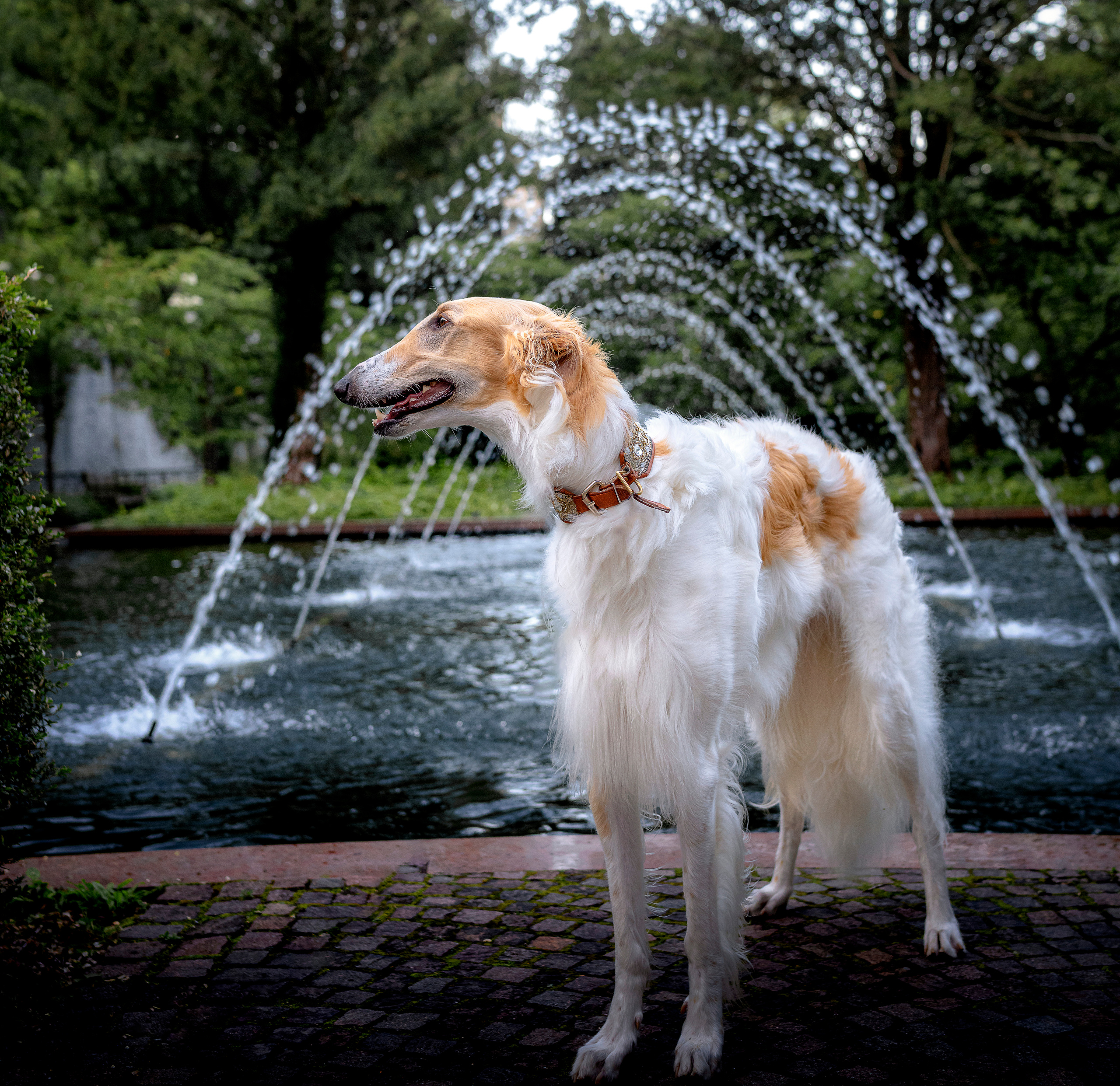 Hunde. LUKIN IGOR Photography