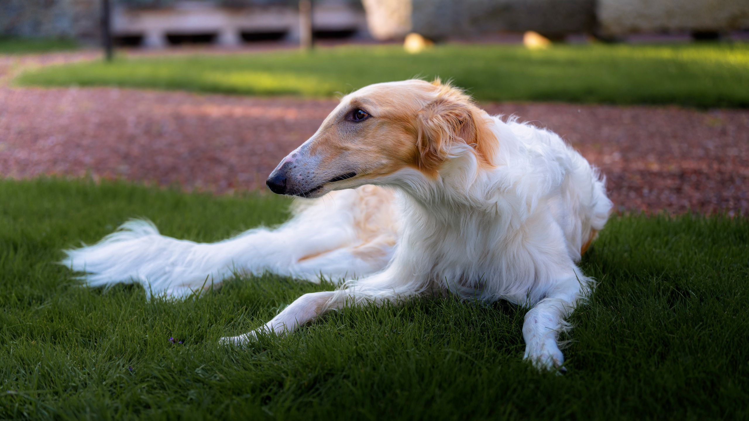 Hunde. LUKIN IGOR Photography