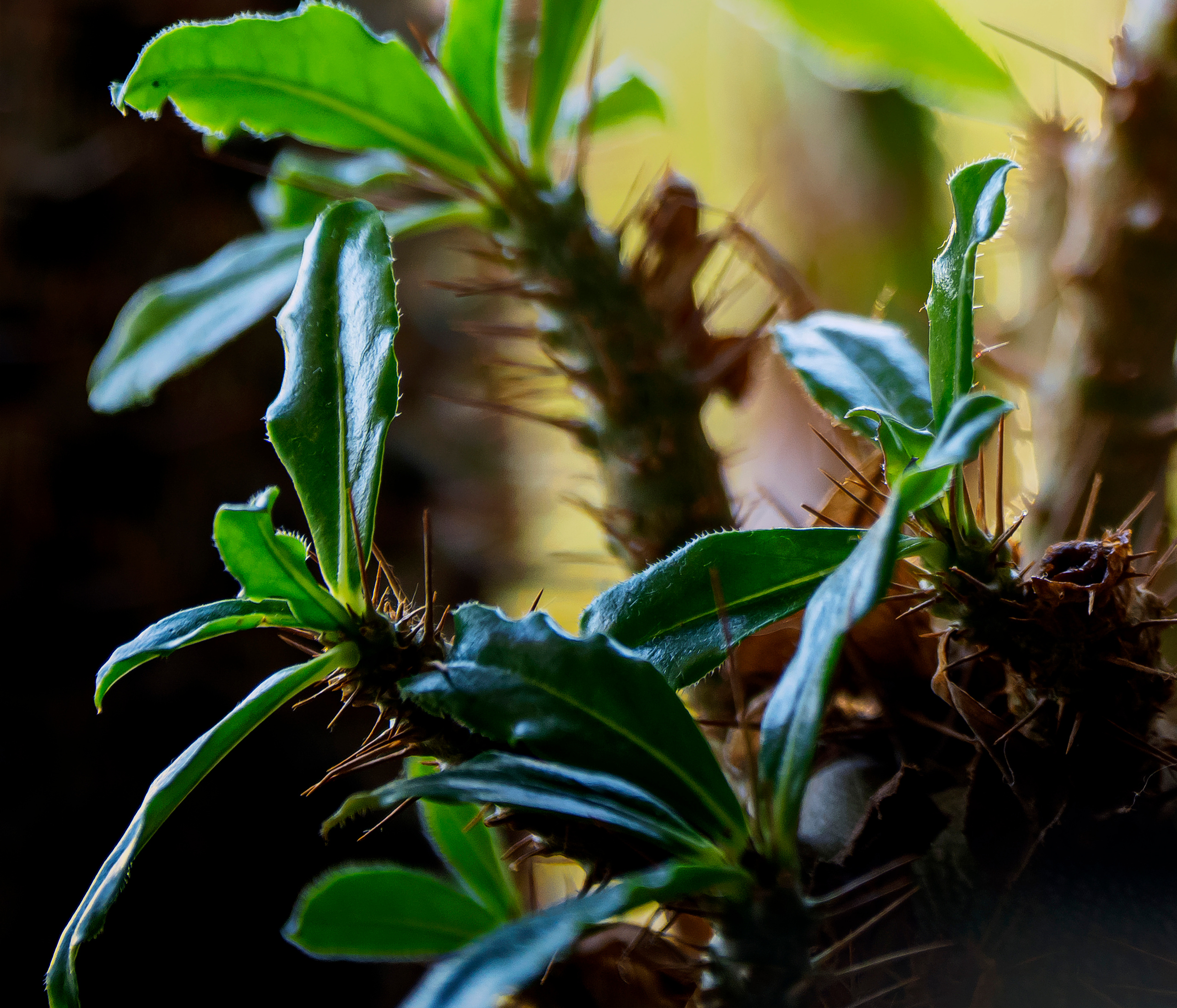 Blumen. LUKIN IGOR Photography