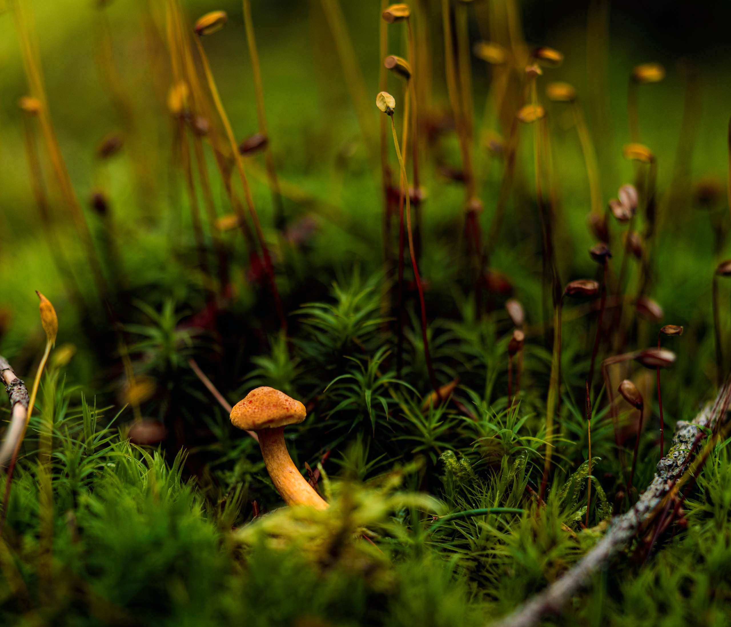 Blumen. LUKIN IGOR Photography