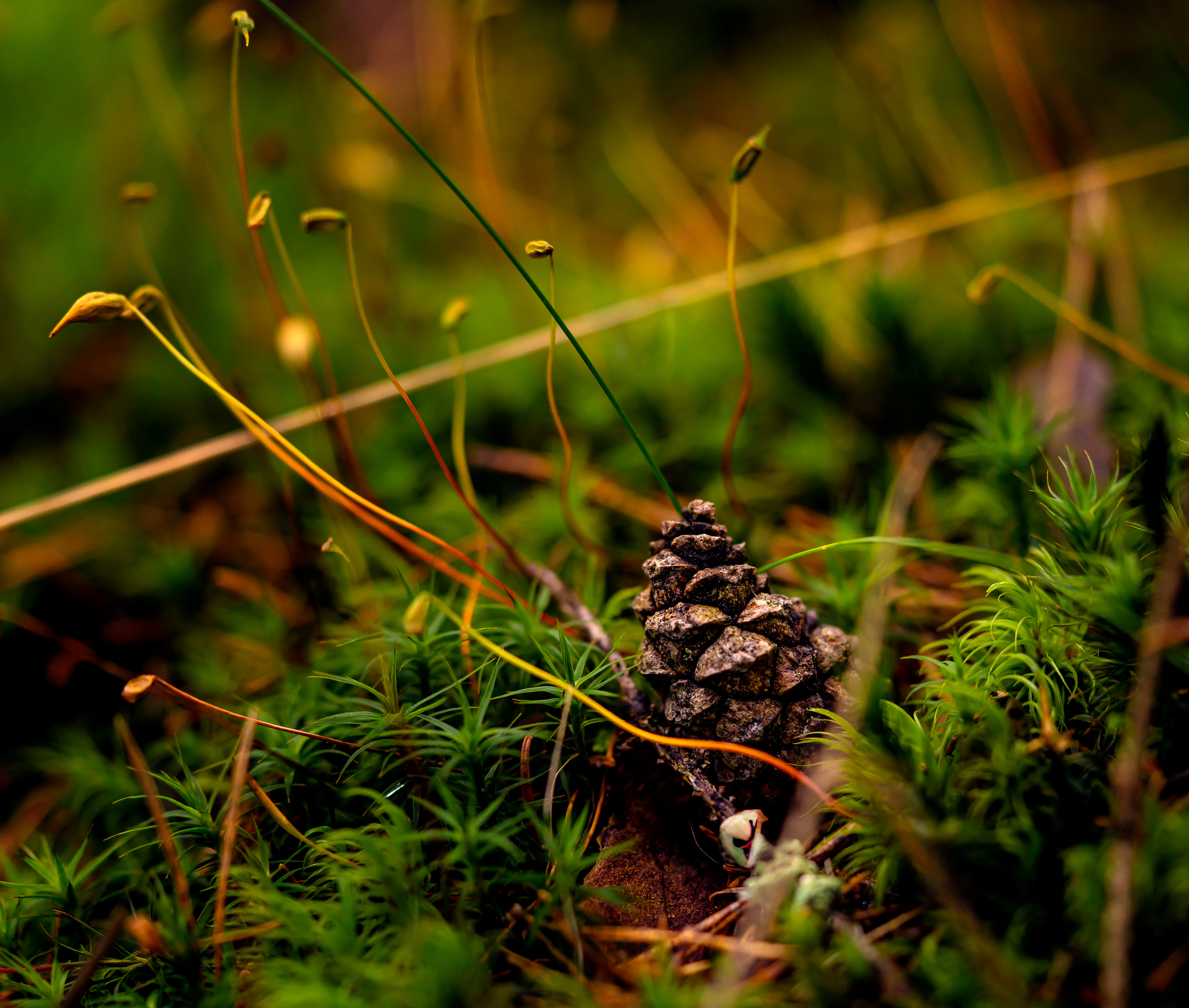 Blumen. LUKIN IGOR Photography