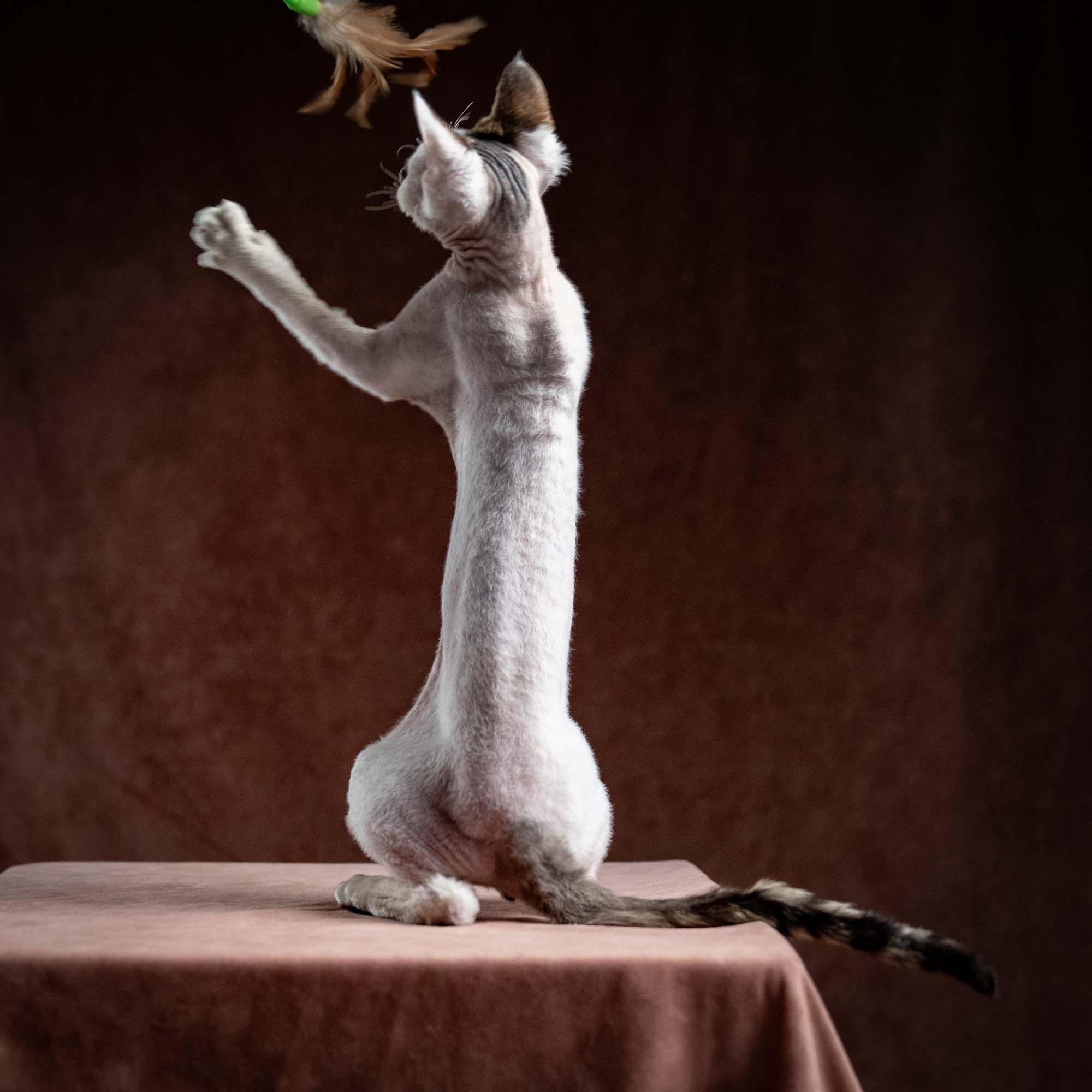 Oscar, boy, born 04.15.2025. Devon Rex Pixie Cattery