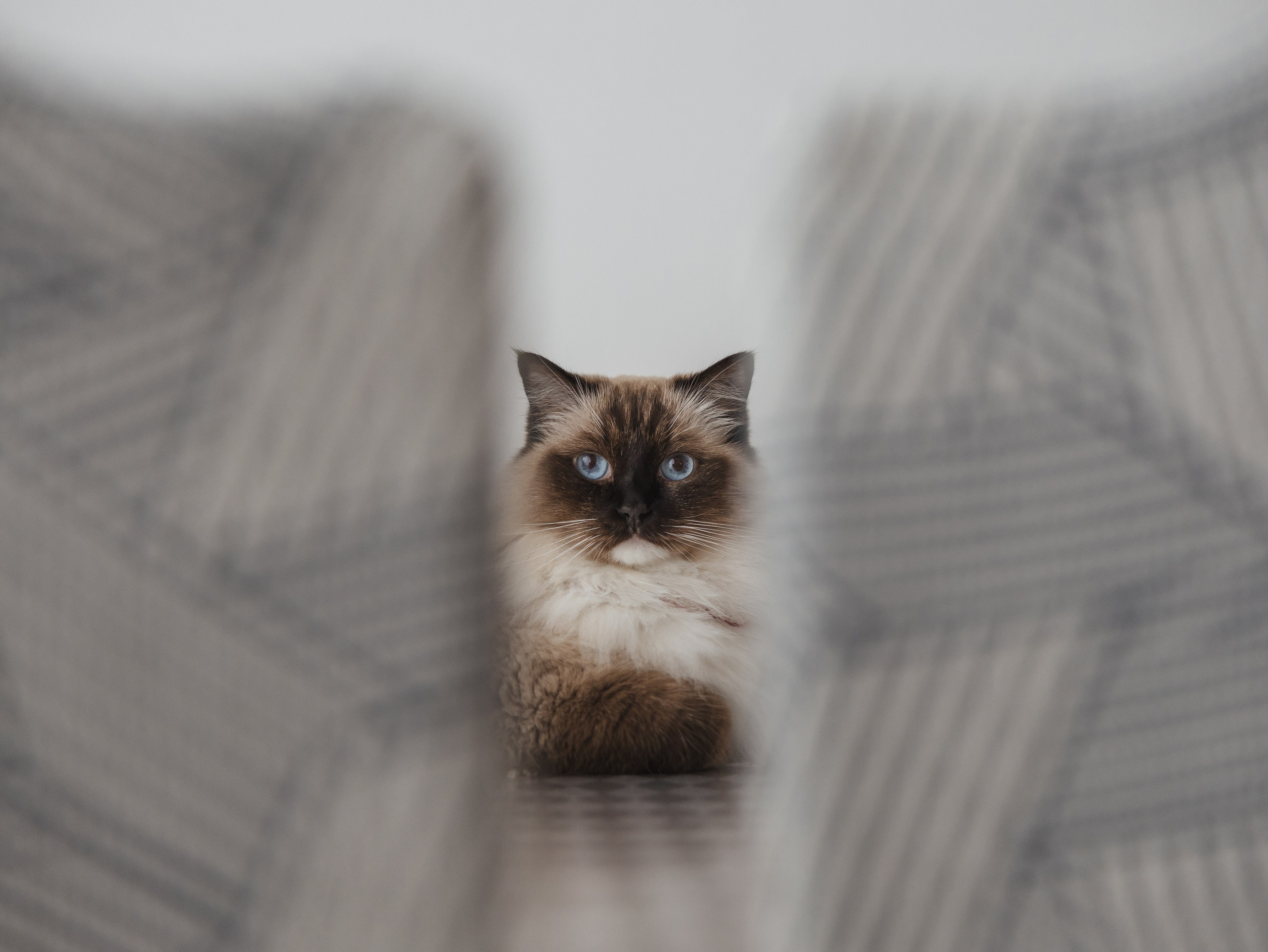 Photos of pets. Shanghai Family Photographer Dora