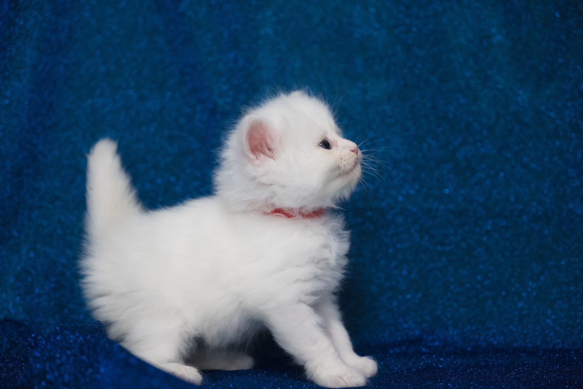 N-Aquila. SIBERIALIS: Katzenzucht von Sibirischen und Neva Masquarade Katzen