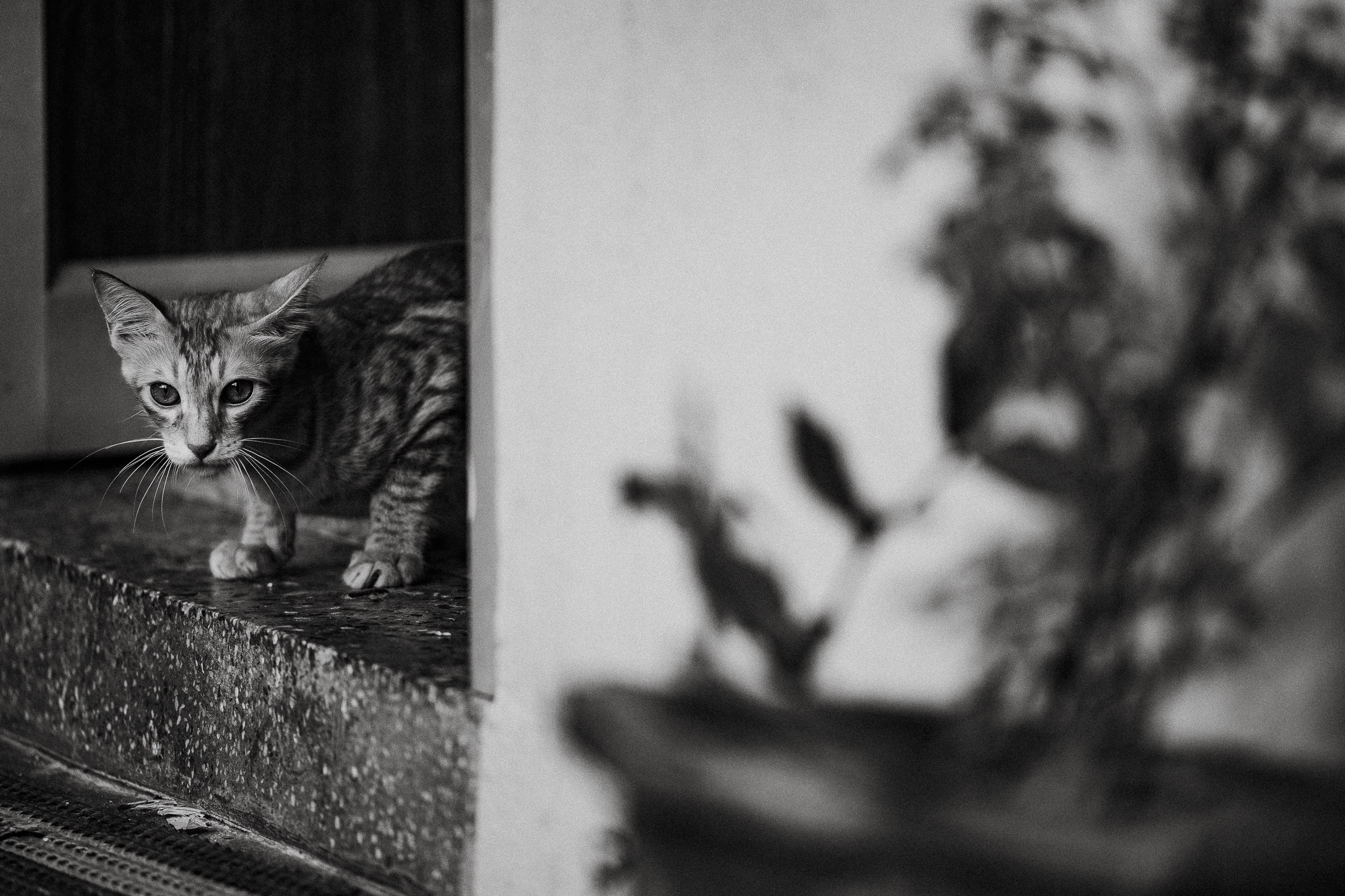 Pet photography. Portrait Photographer in Bangalore | ONEIRO by Anbu Jawahar