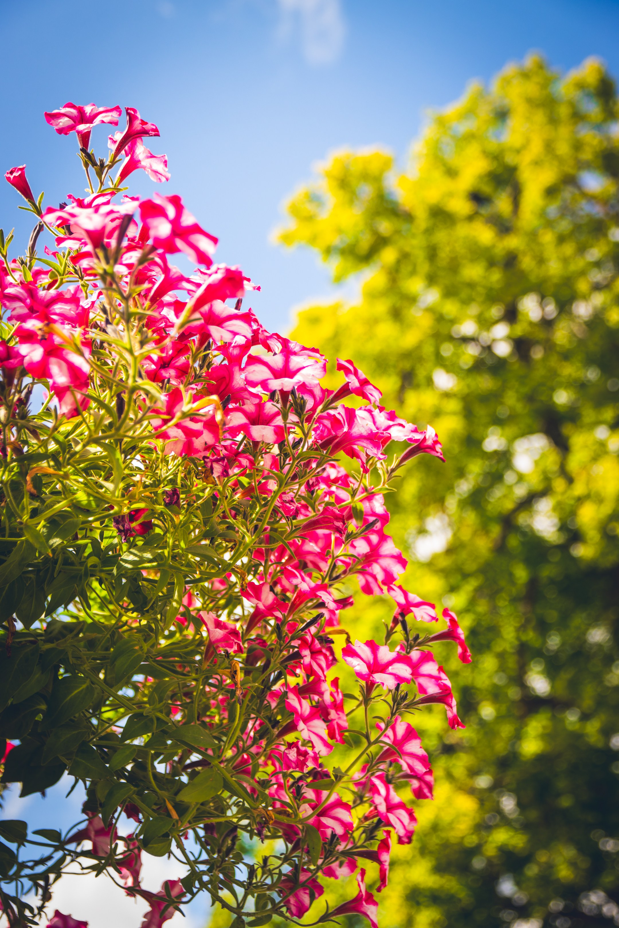 Saarema, reis. Nebula 25 — Fotod teie hingele