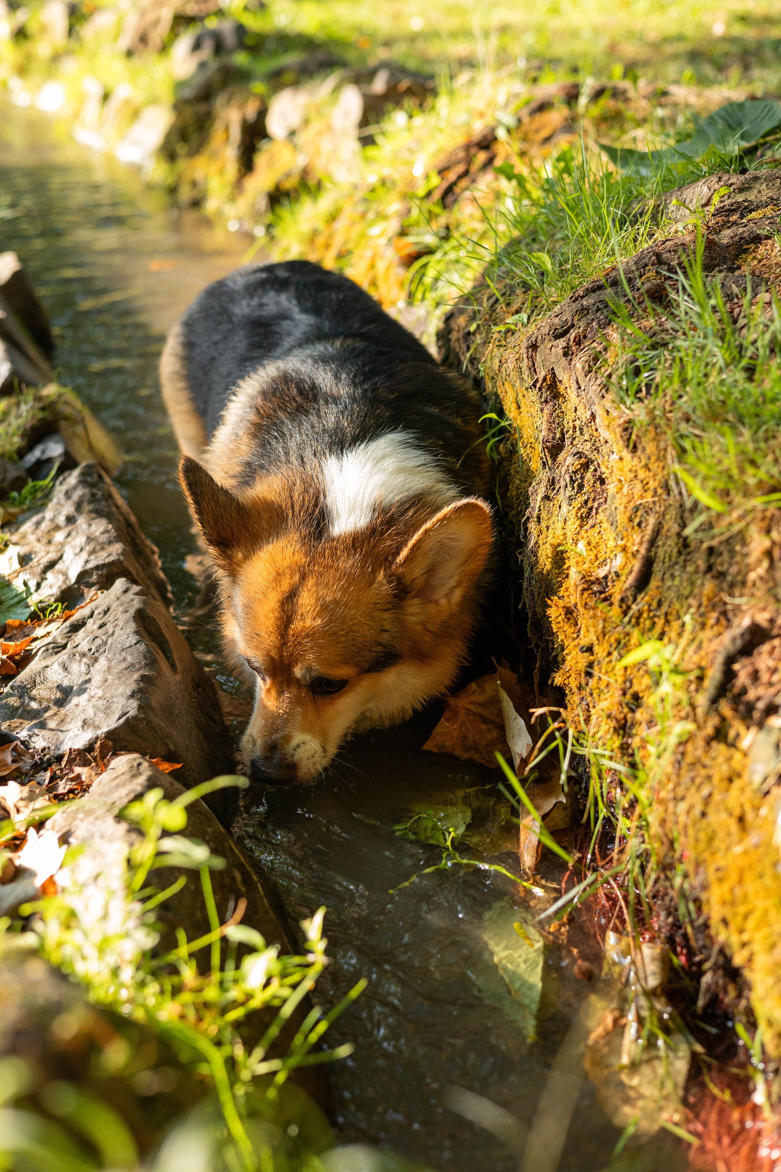 Мария и Санти. Фотограф-анималист | Белград