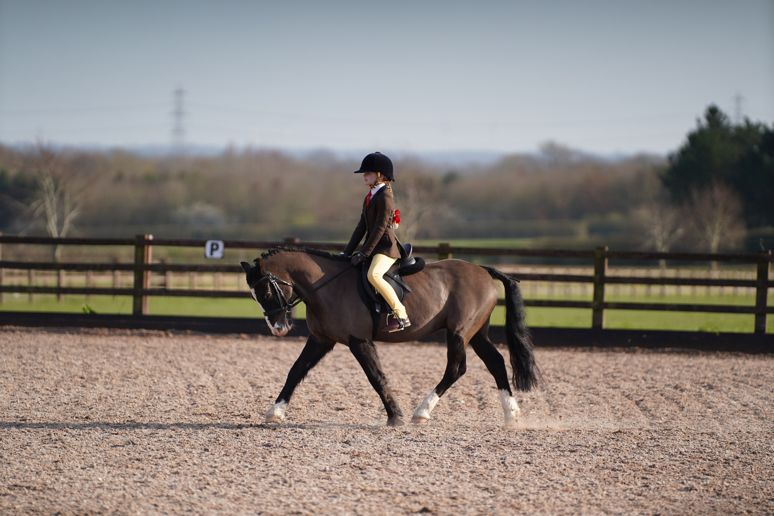 Showing. Leicestershire Equine Photography by El | Authentic Equine Portraits & Events