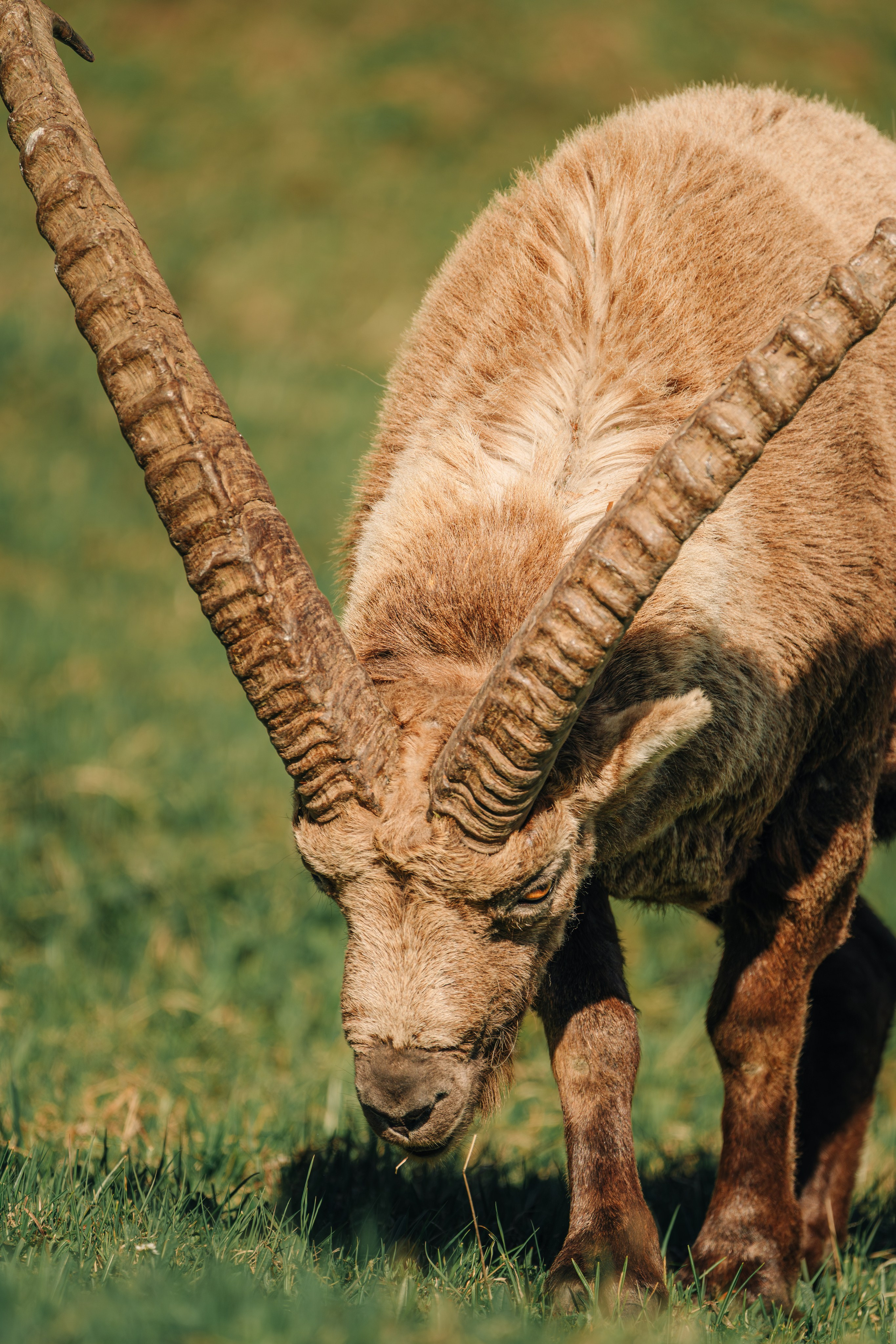 Capricorns in Pontresina. Lutsenko Visuals — Photography & Visual Content
