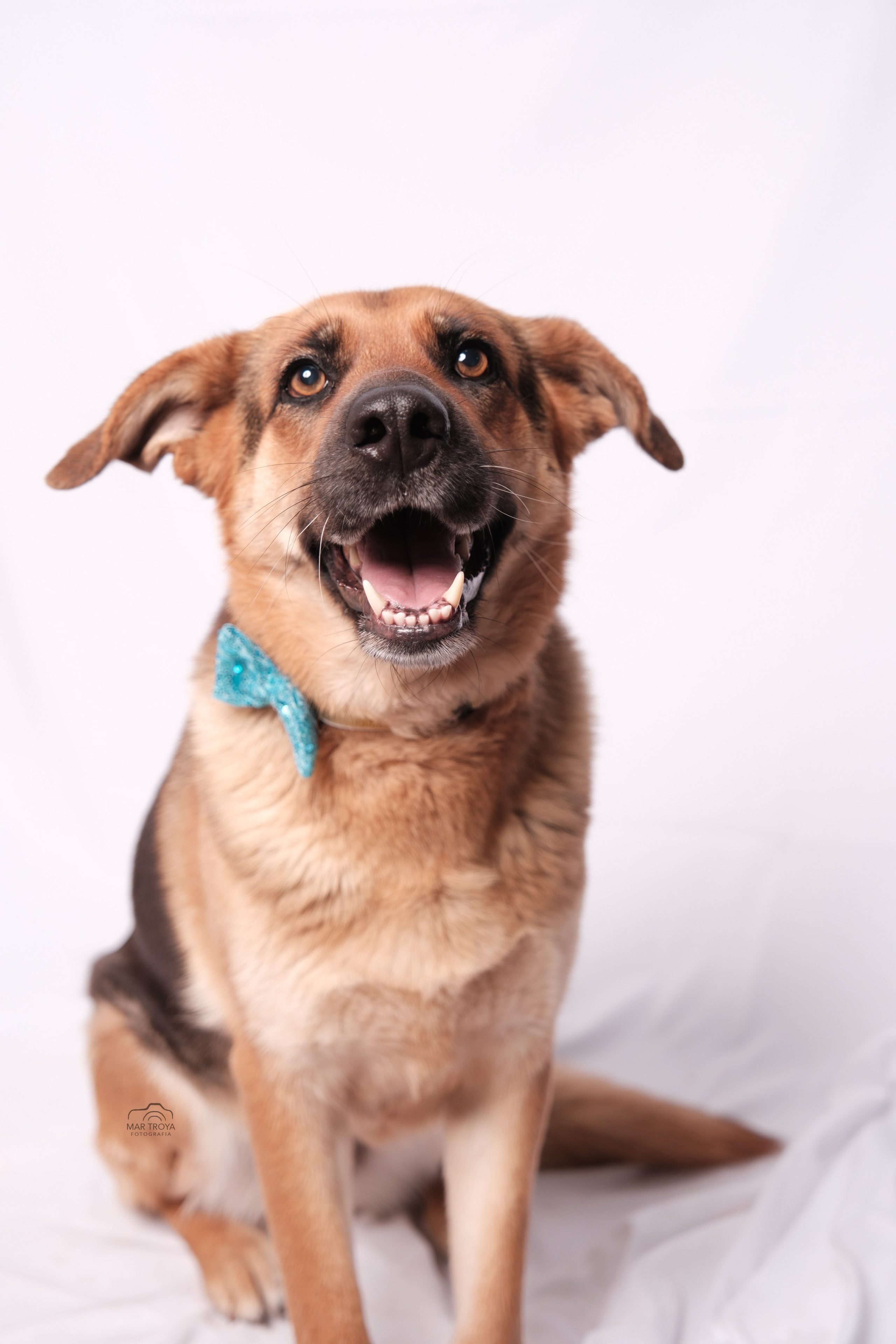 Fotografía de mascotas. Fotos con huella, fotografía de perros y mascotas en Sevilla