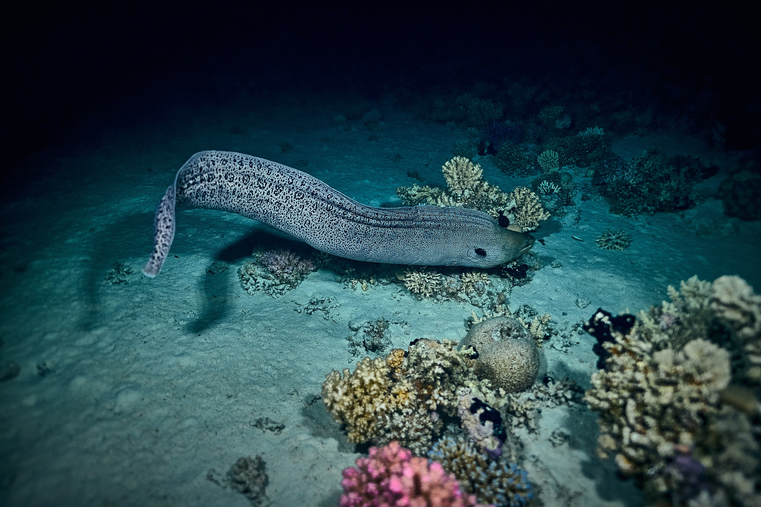 Mieszkańcy mórz. Andriej Szypilow — Photography & Videography