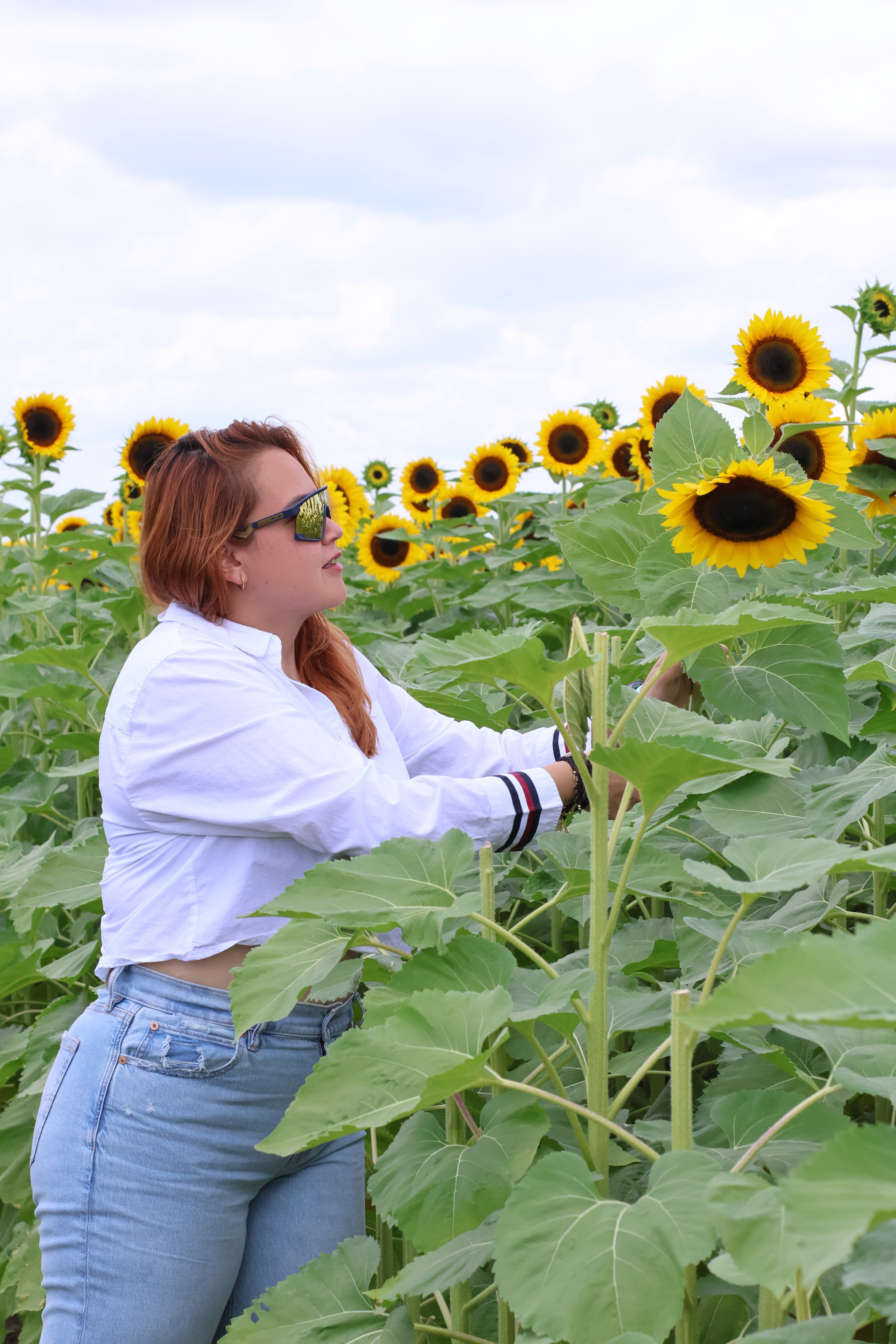 SUNFLOWERS. Workmakeapp Studio