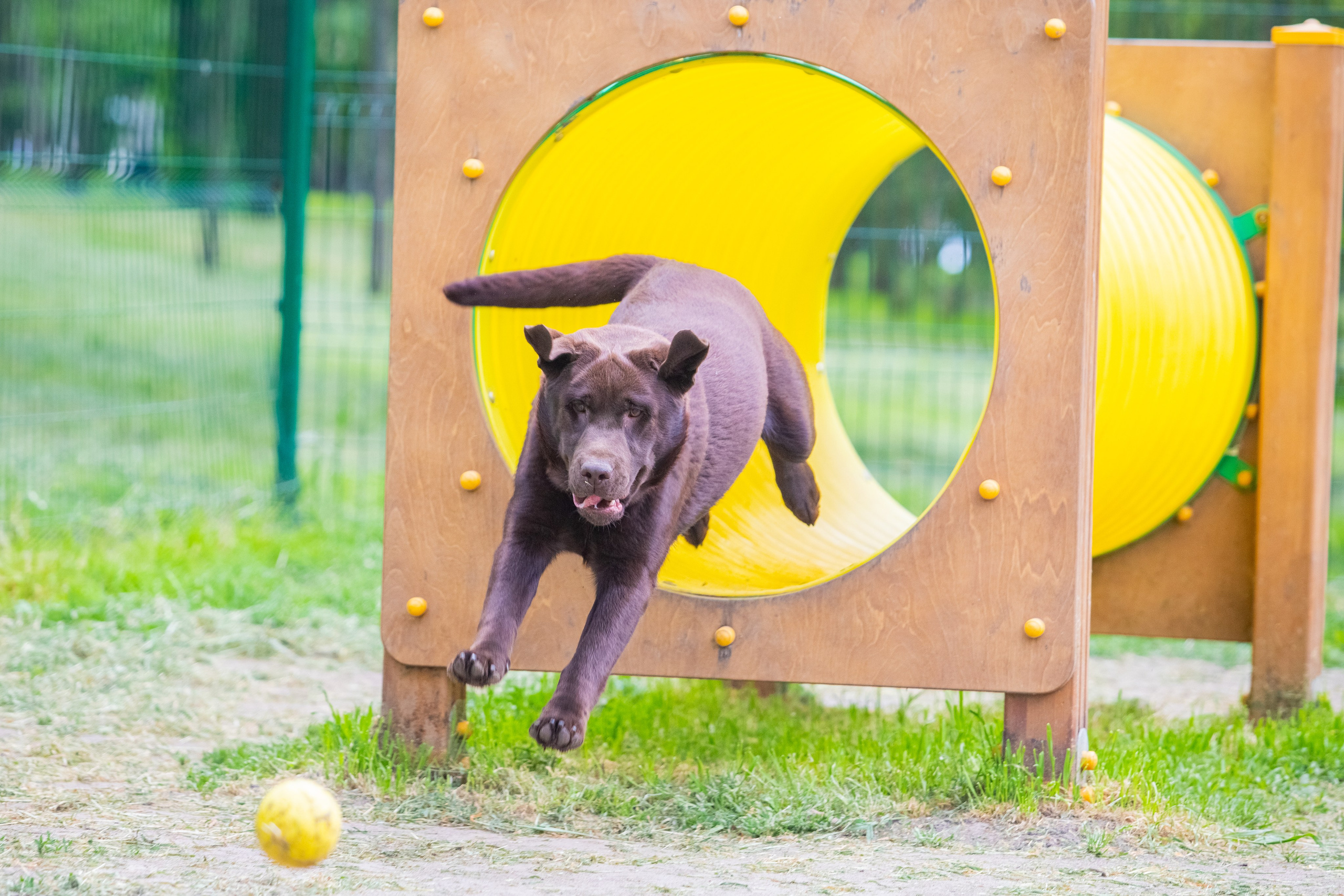 Da Vinci. Цуценята лабрадор ретривера, Дніпро, Україна