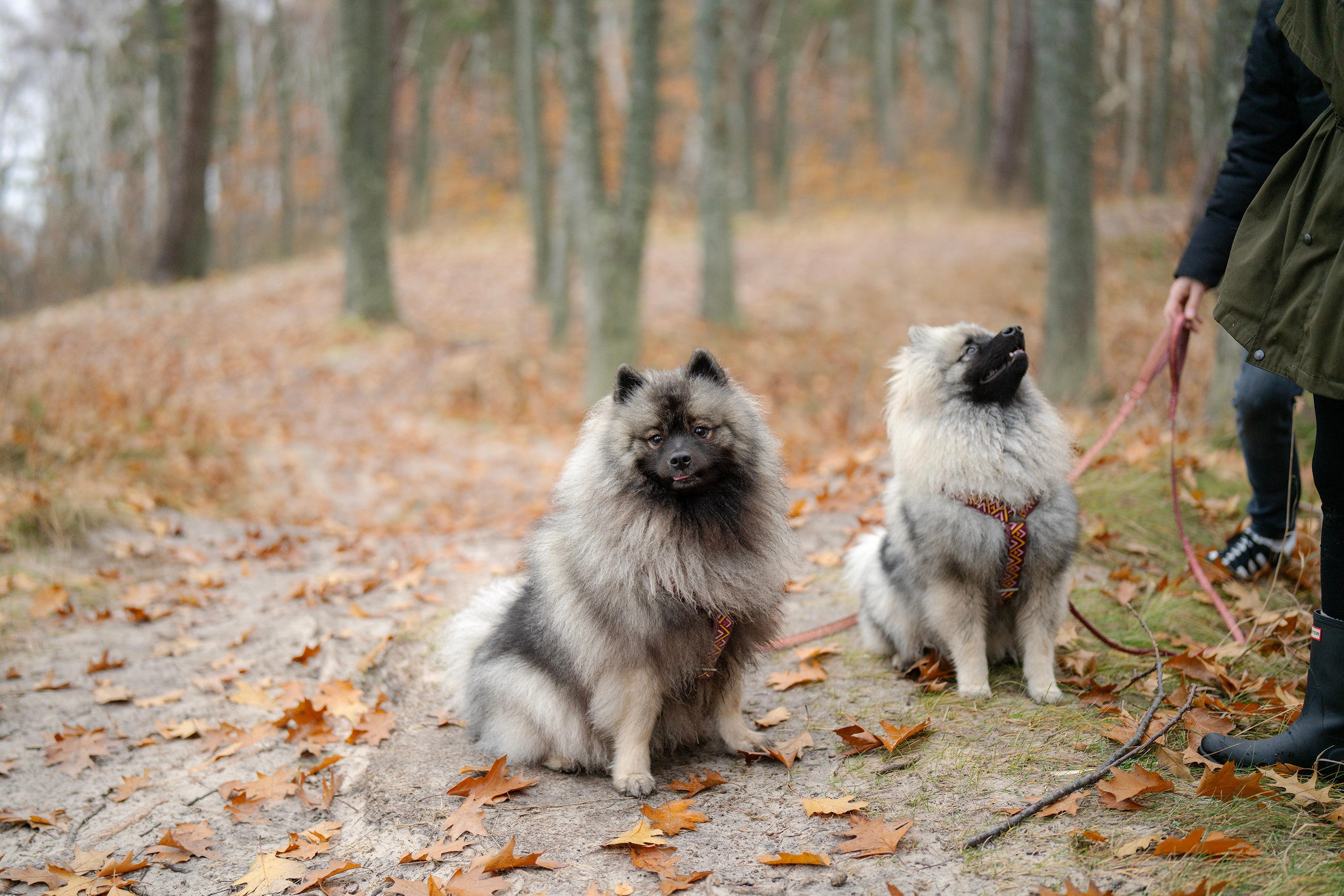 Rūta, Mindaugas ir jų šunytės rudeniniame pajūryje. Vita Klimaševska ○ Fluffy Soulmate Photography