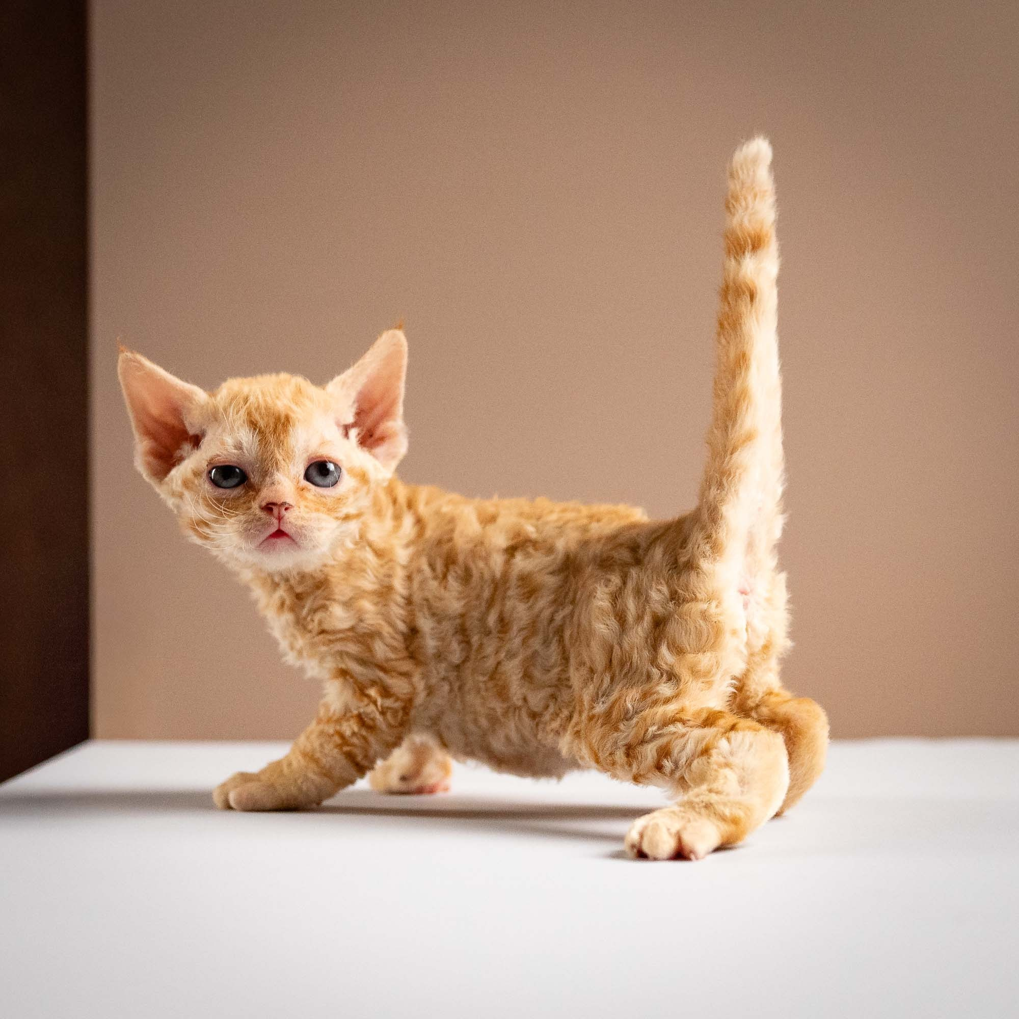 Piper, girl, born 02.11.26. Devon Rex Pixie Cattery