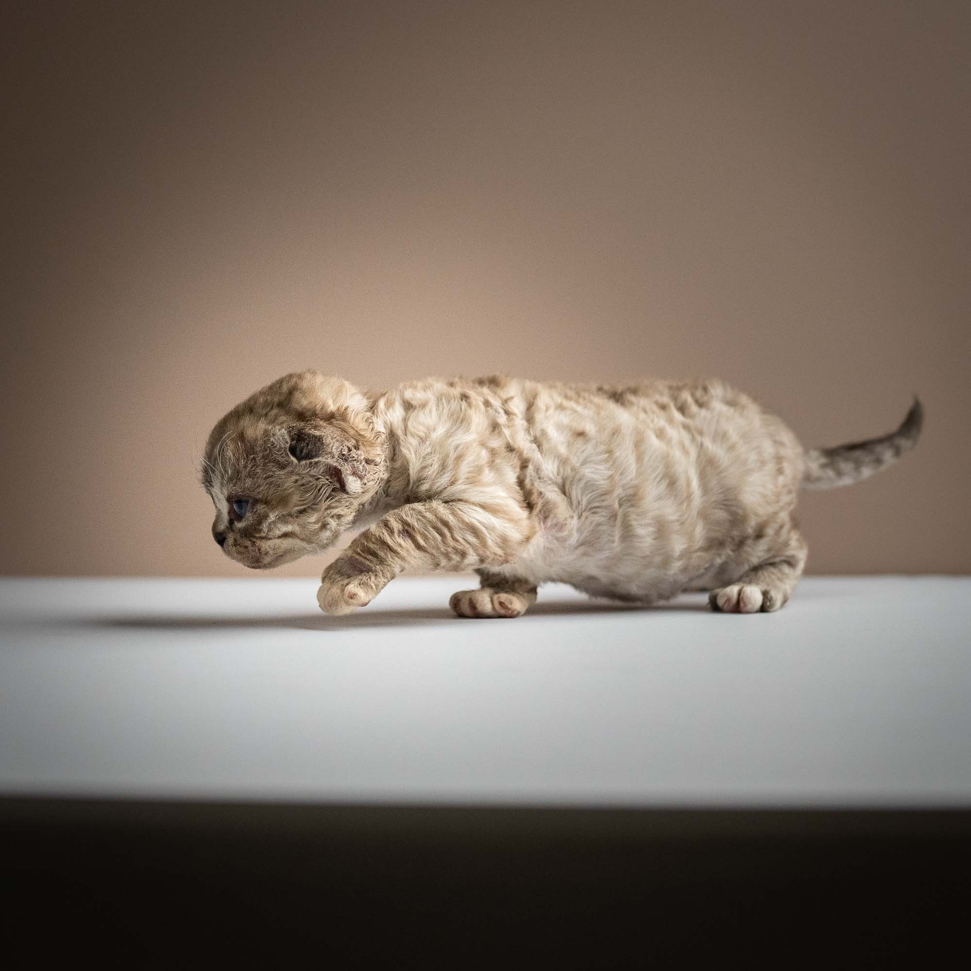 Remy, boy, born 05.08.26. Devon Rex Pixie Cattery