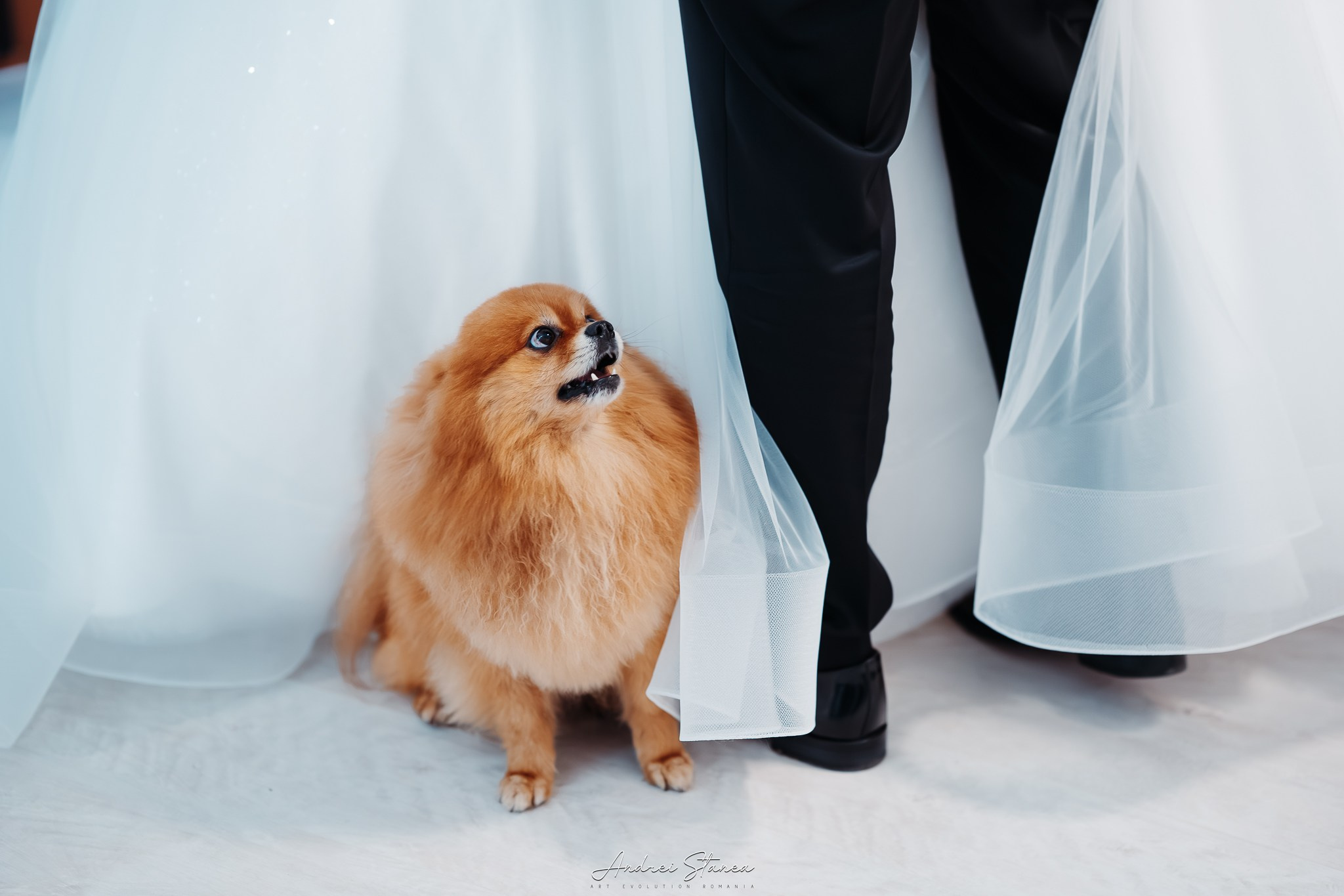 Alexandra & Alin. Andrei Stanea