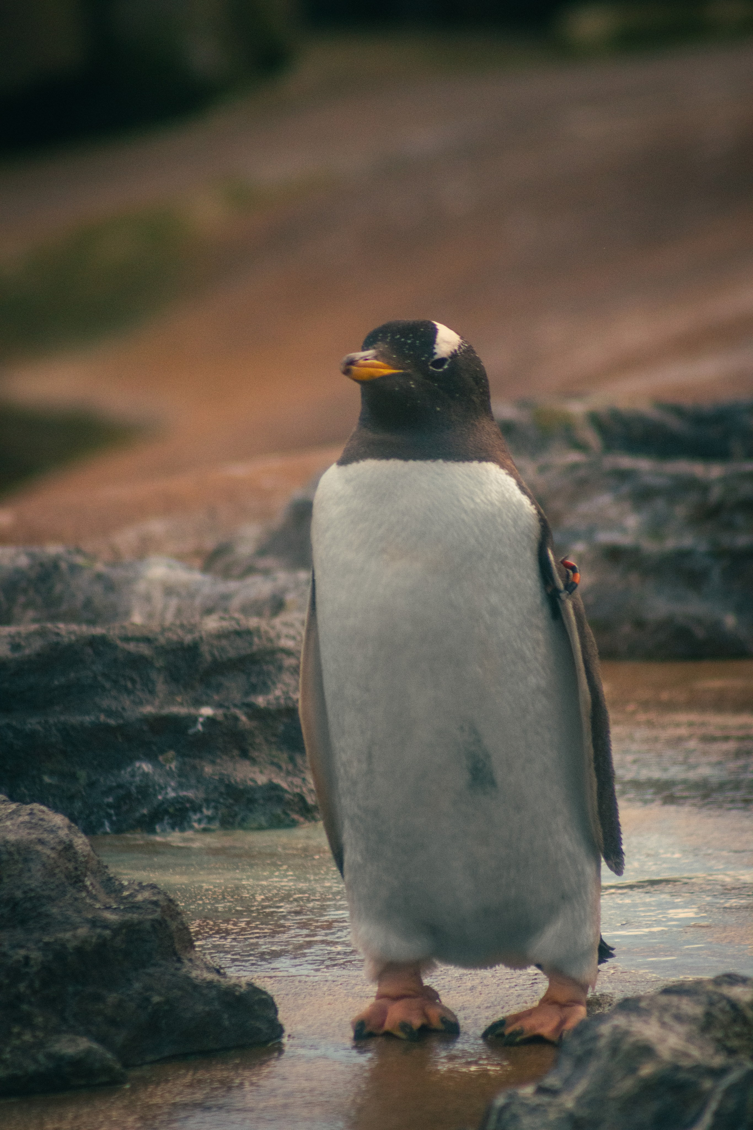 Nature. Portrait and Street photographer in Vilnius Edgar Shaipunas