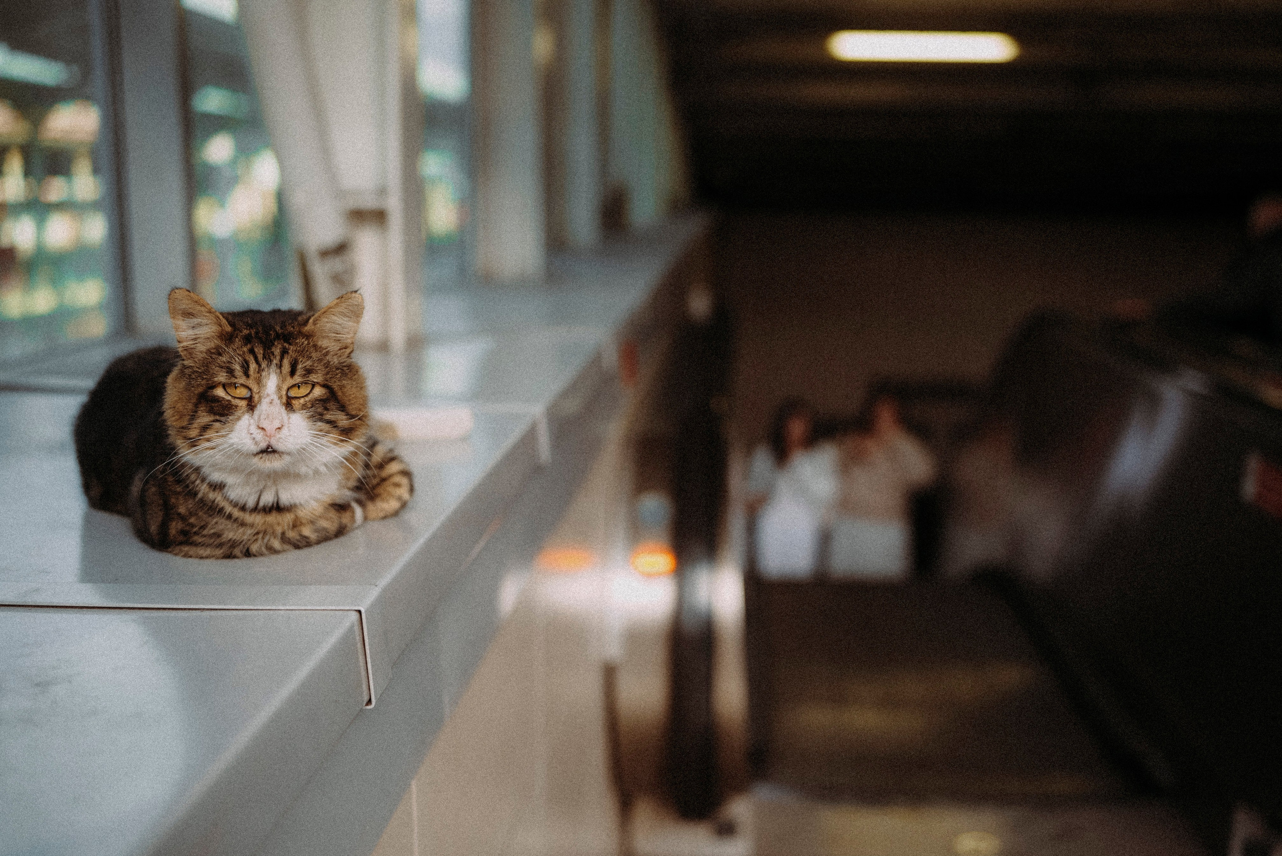 СТАМБУЛ. Стрит-фотография, полная абсурда, идиотизма и красоты