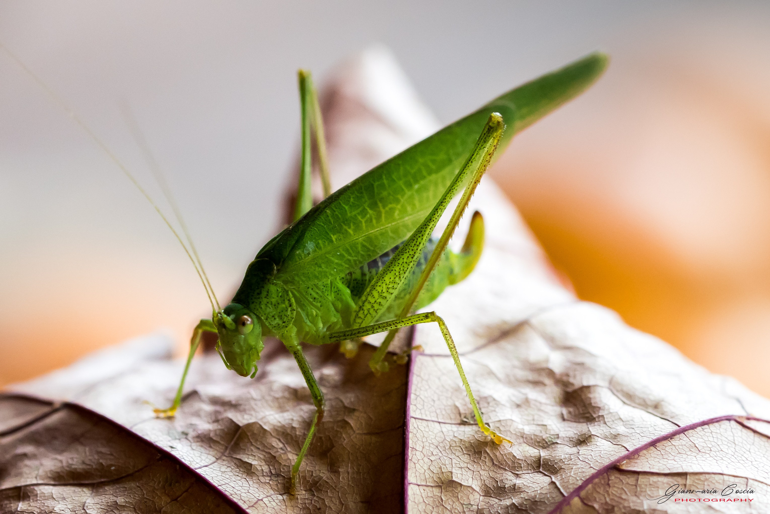 “Gianmaria Coscia fotografo per passione”