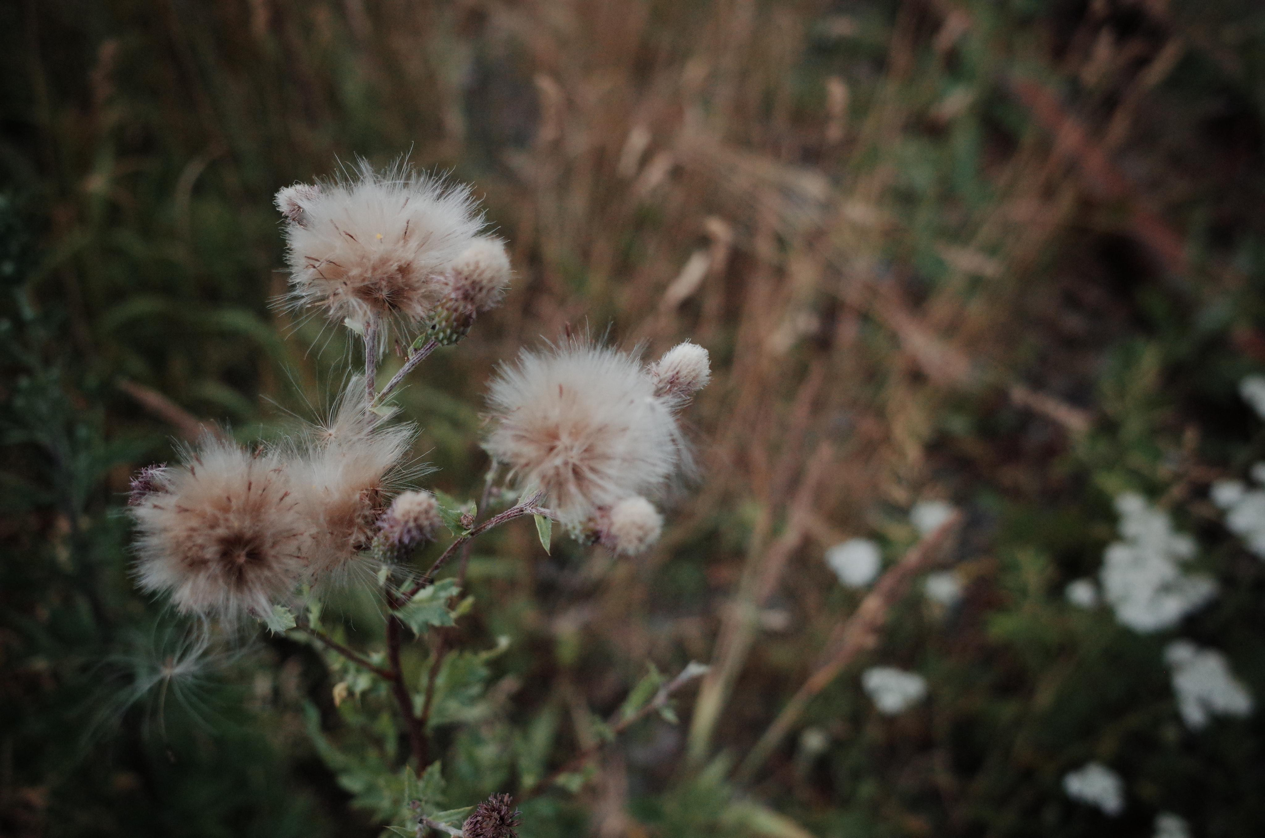Demeter Dreams. Victoria Dini. Art photography in London / Folkestone, UK