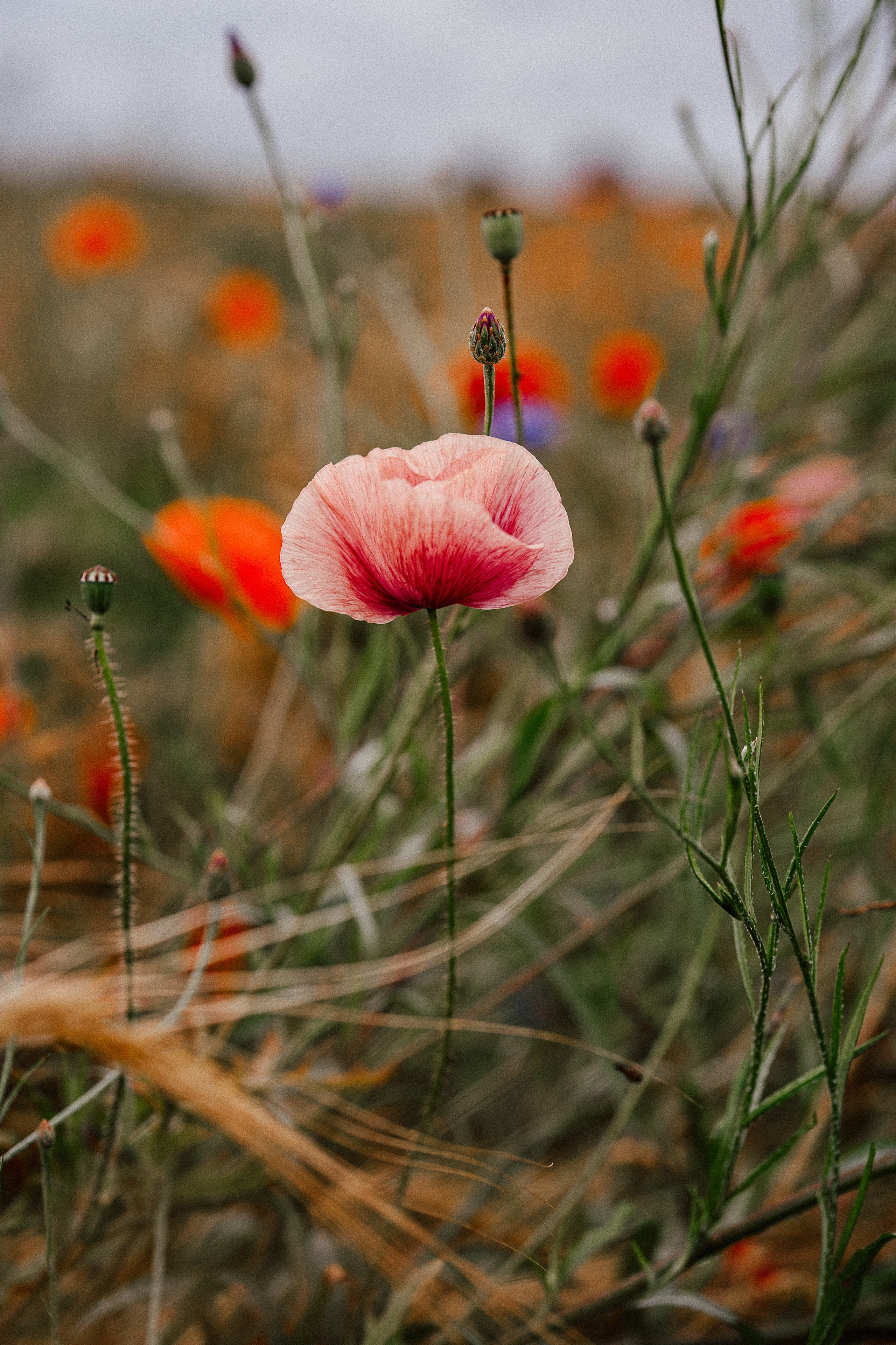 Poppy flowers. Familien, Portrait und Konzeptualfotografie in Genf, Schweiz