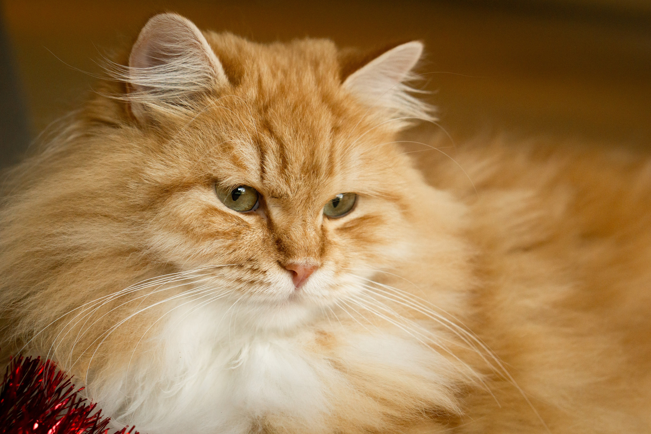 Christmas mood. Family workshop. Family photographer Aargau Zurich