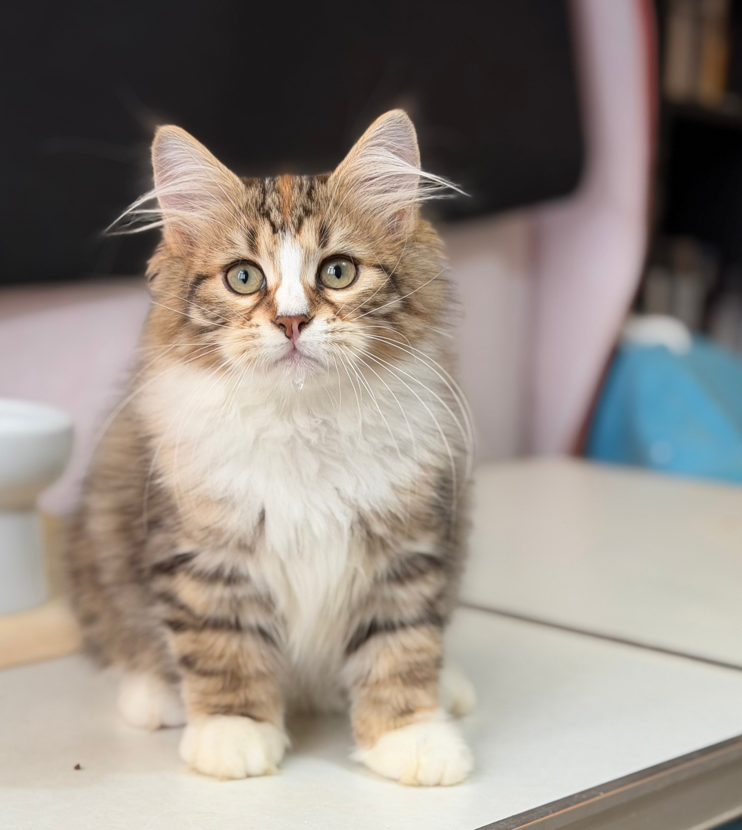 Eliza. LEMON GREEN SIBERIANS 香港西伯利亞貓舍