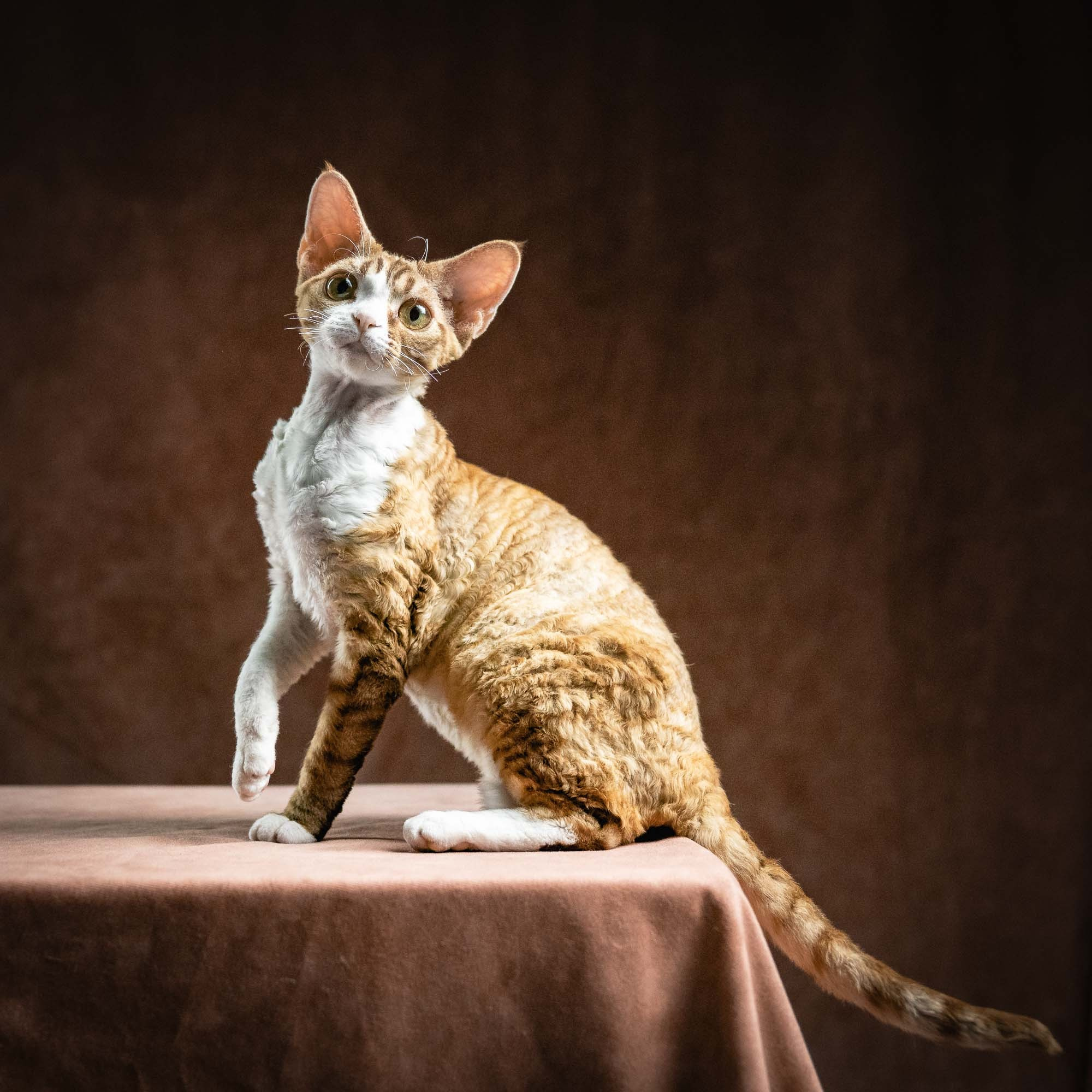 Houston, girl, born 04.20.25. Devon Rex Pixie Cattery