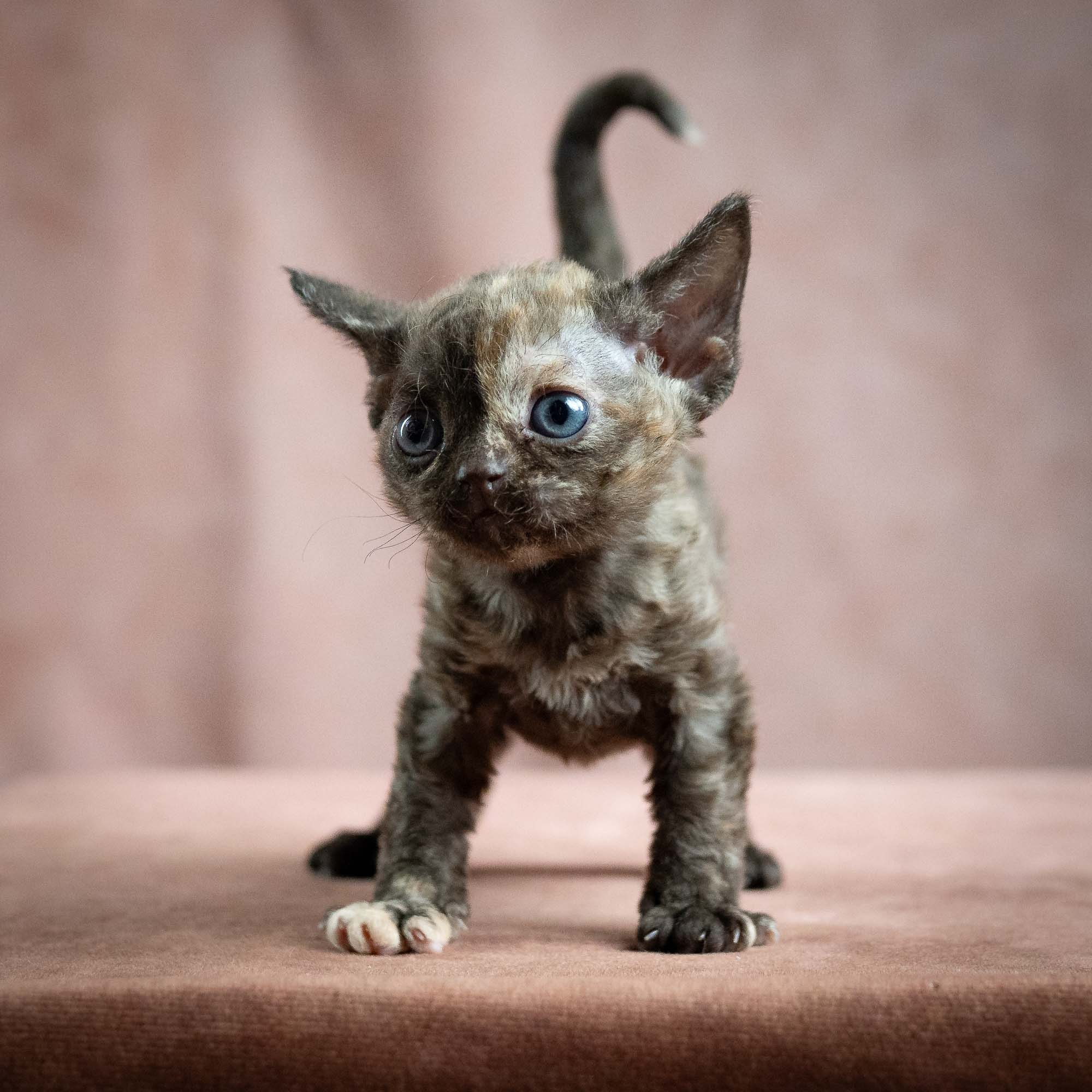 Mocha, girl, born 01.15.26. Devon Rex Pixie Cattery
