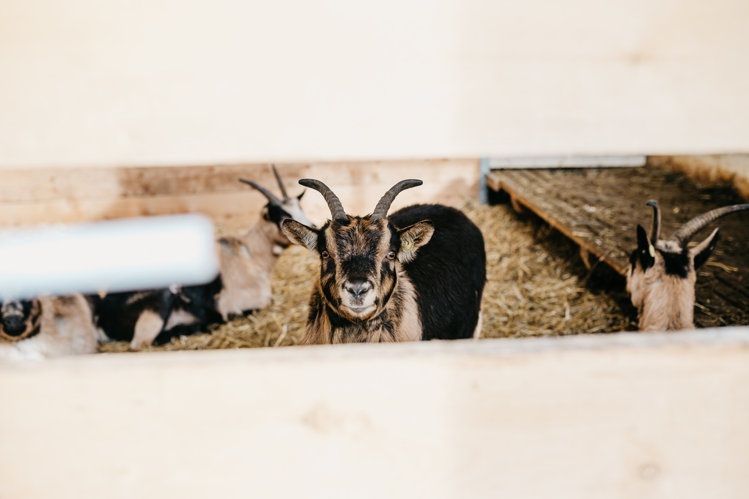 Tribulaun Mountain Chalet. Familienfotografin aus Sterzing Elena Muehlsteiger