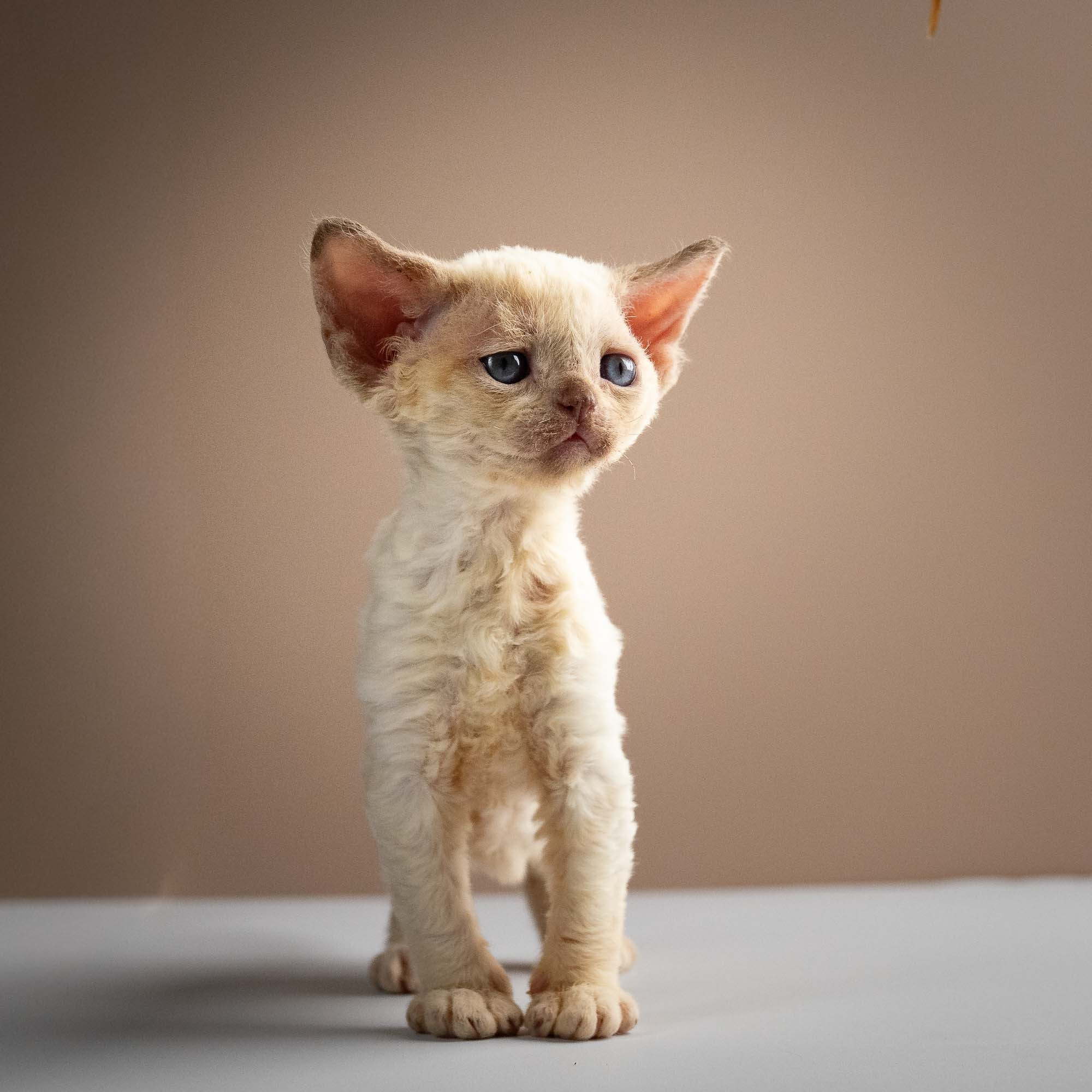 Rosalie,  girl, born 05.08.26. Devon Rex Pixie Cattery