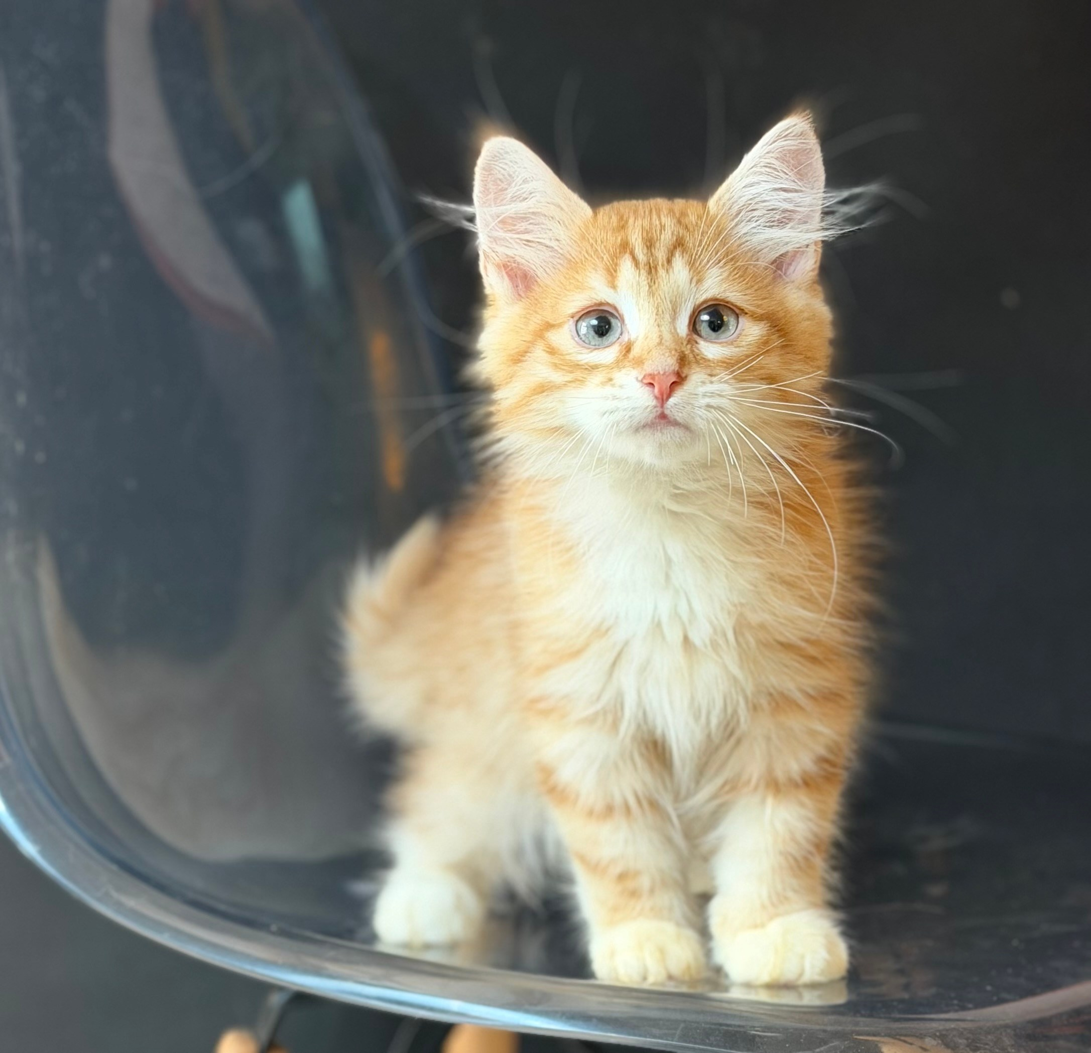 Available- Evan- Red Tabby Male