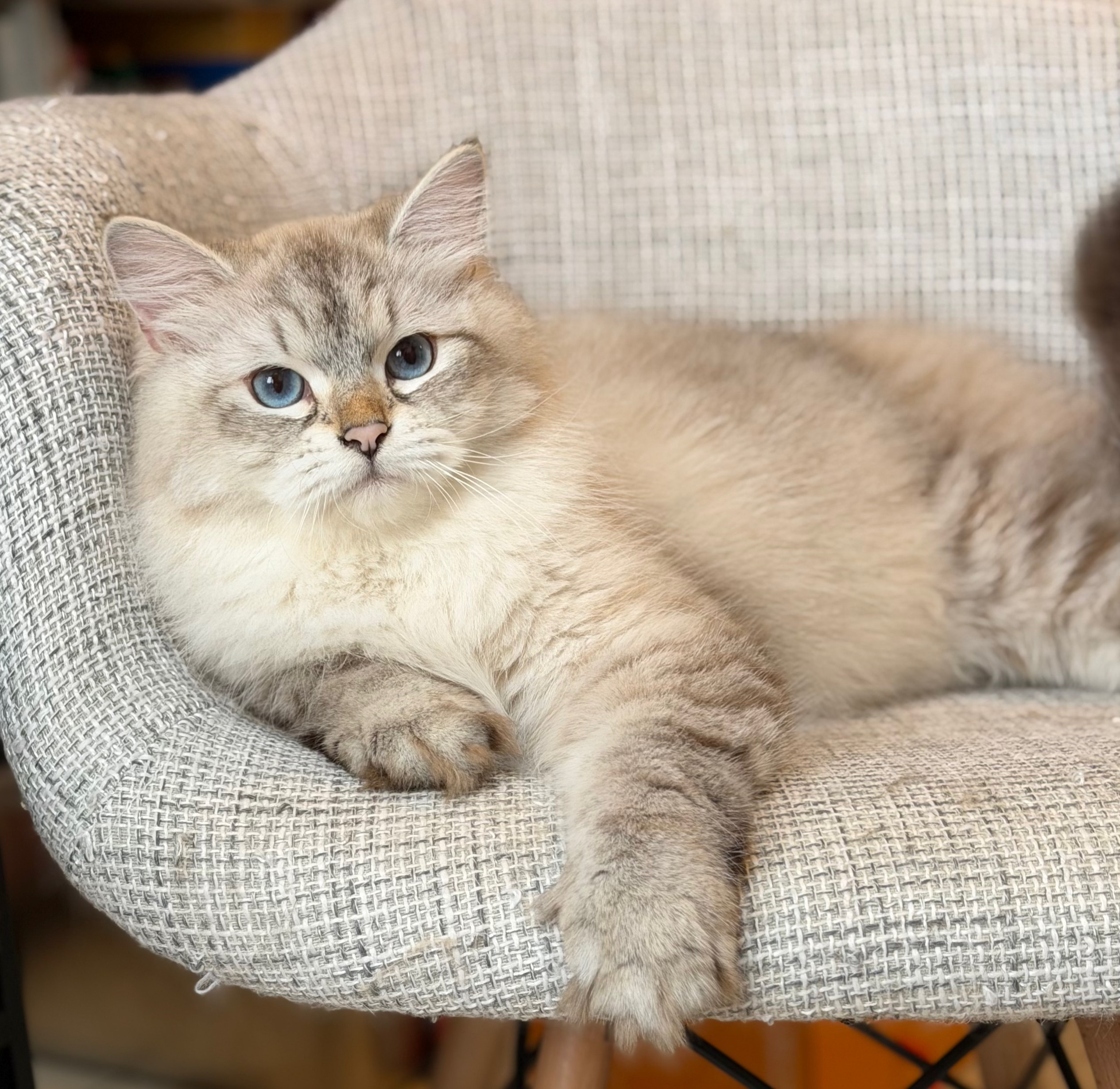 LEMON GREEN SIBERIANS AIUSHA