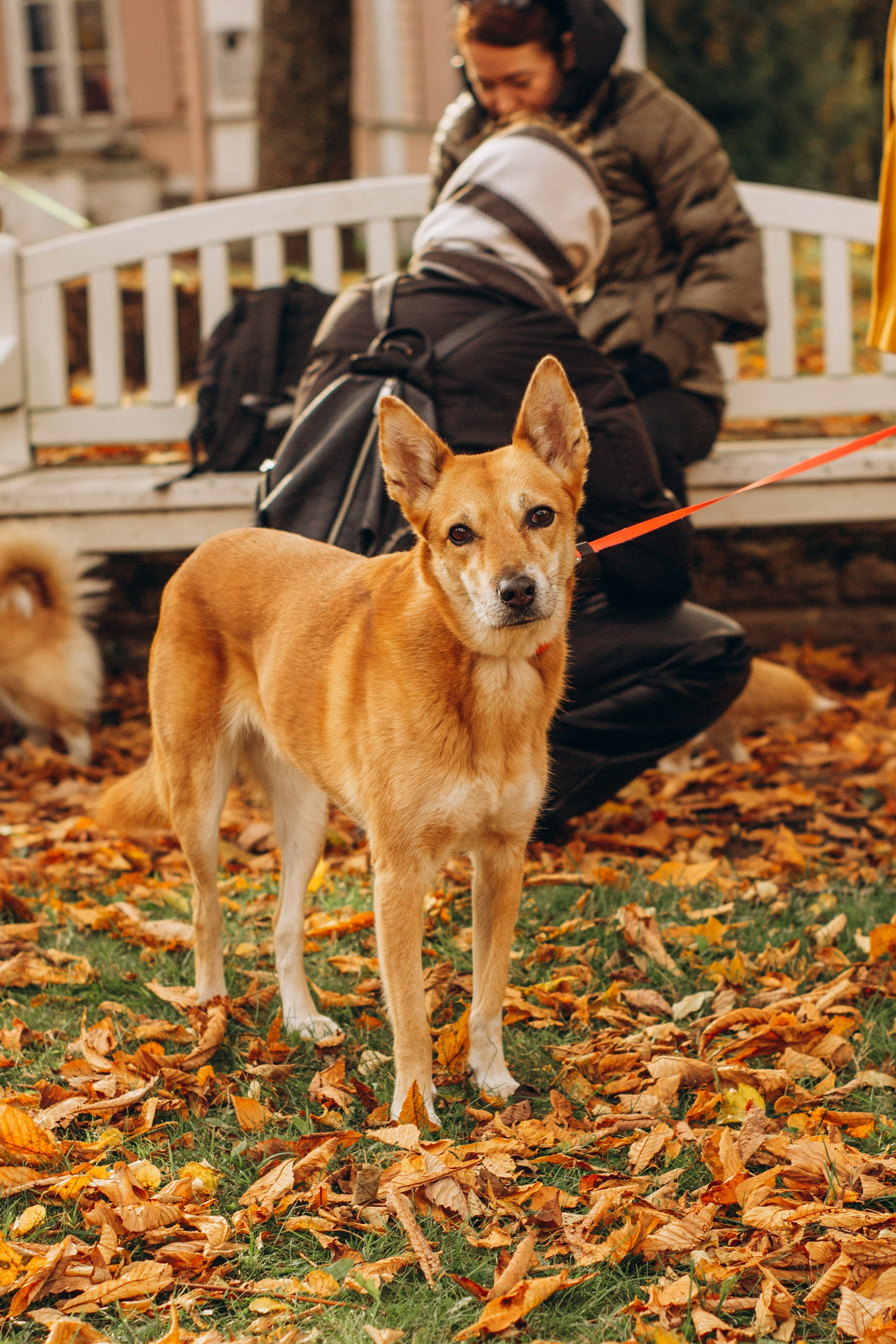 Corgi party, october. Kat Laisaar — Pet photographer in Tallinn