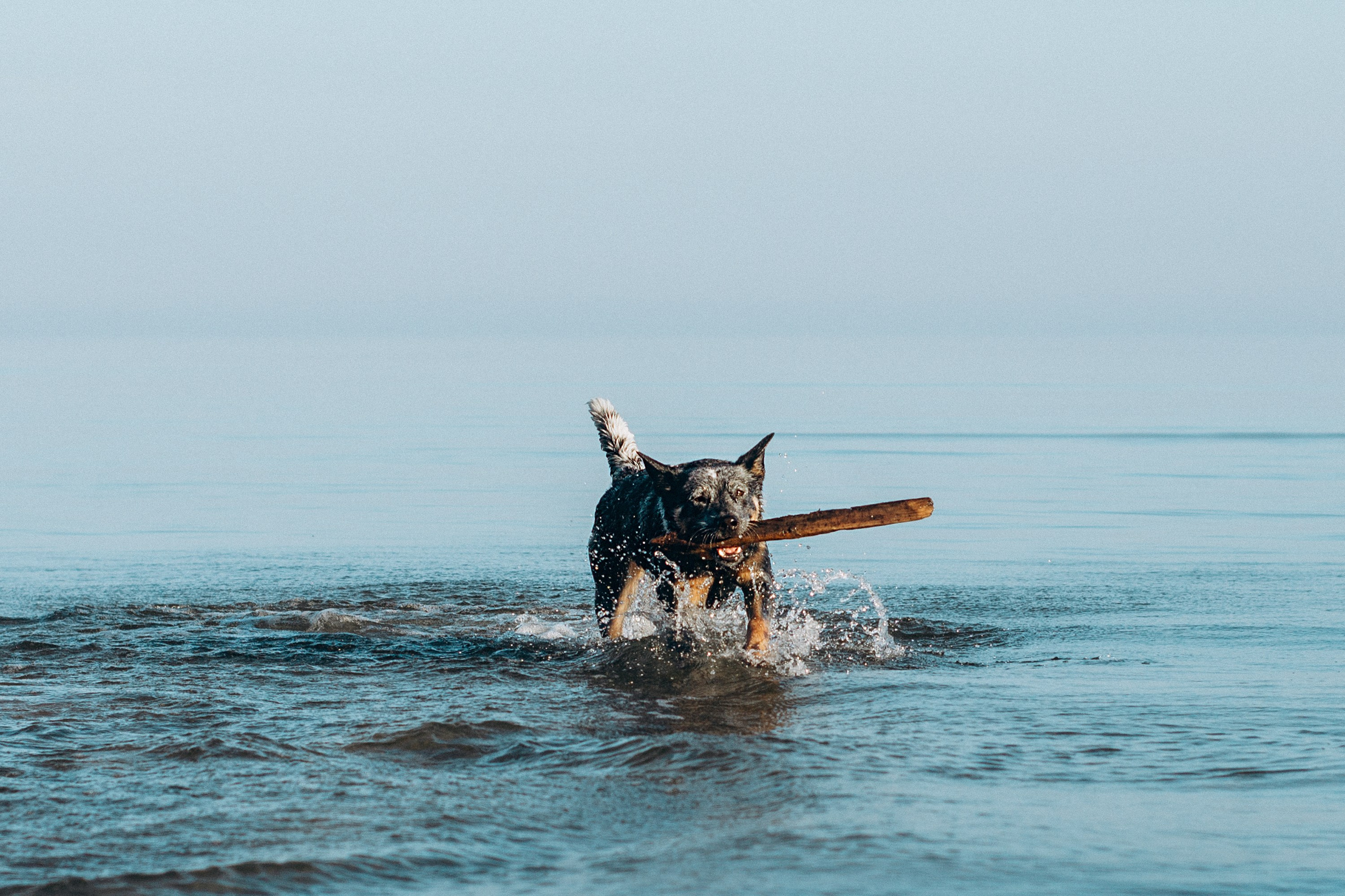 Dakota, Australian Cattle Dog. Kat Laisaar — Pet photographer in Tallinn