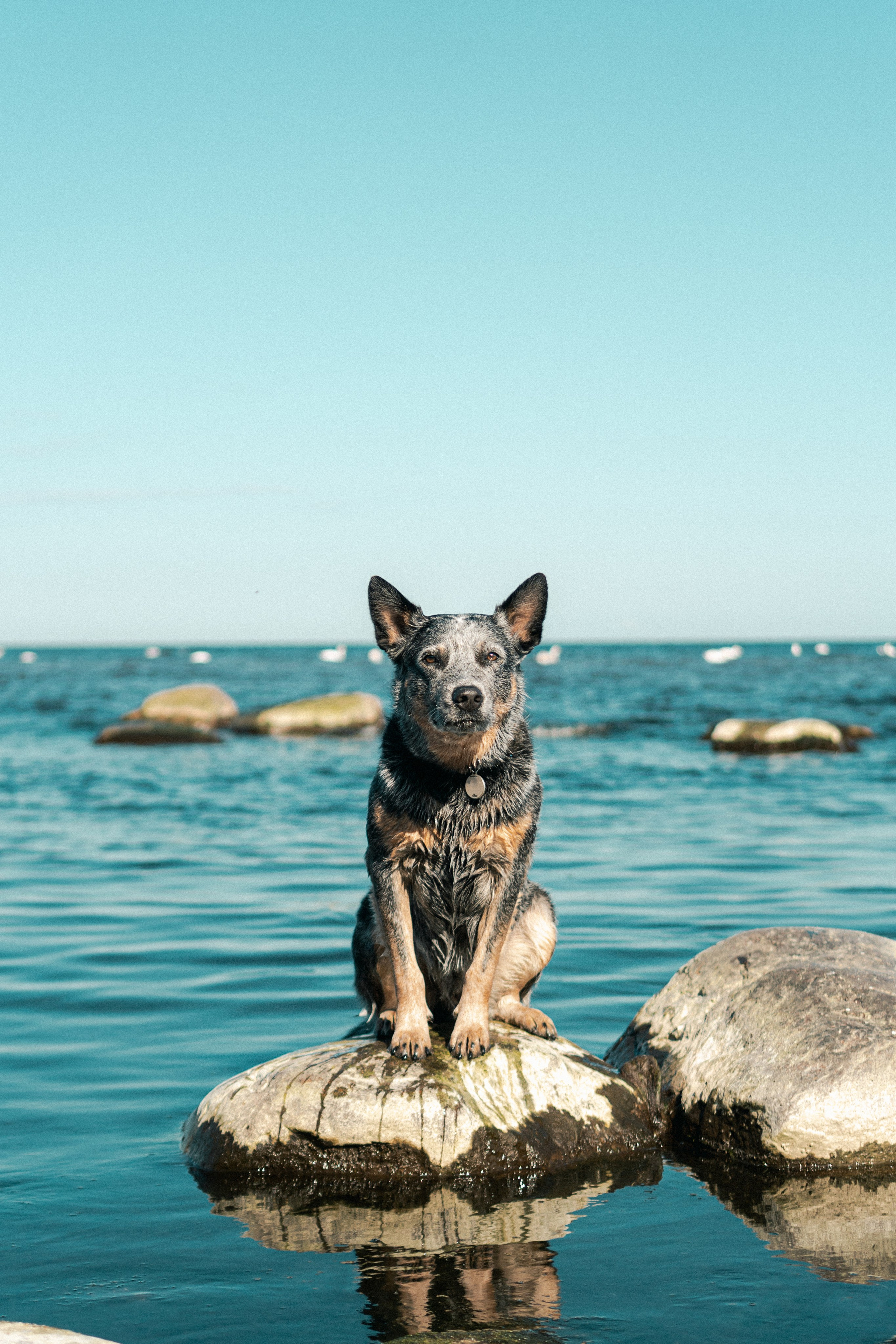 Oskar, Maria & Dmitrii. Kat Laisaar — Pet photographer in Tallinn