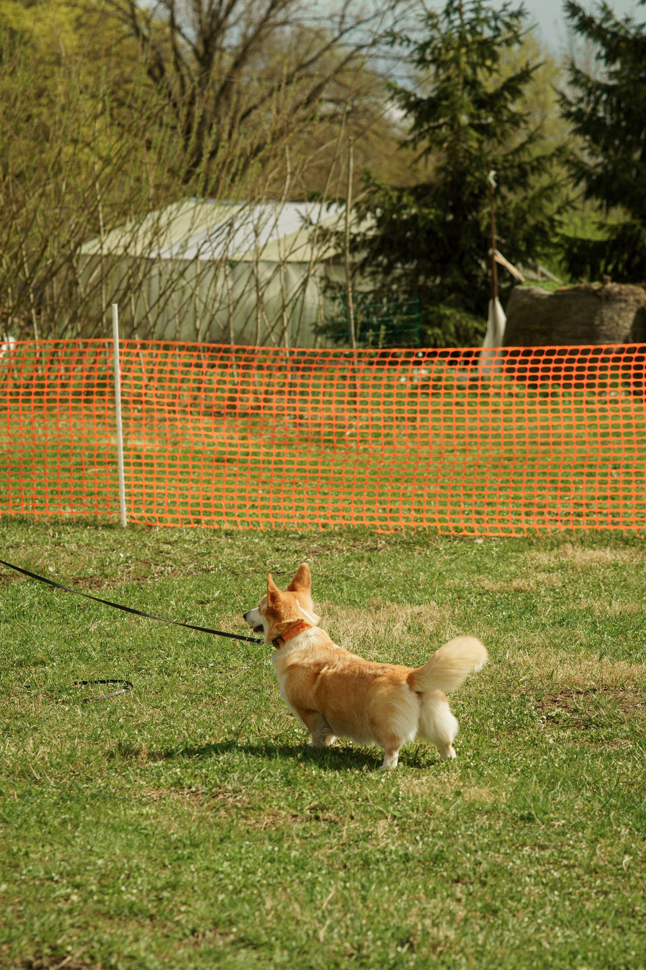 Herding Days, 26 apr. 2025. Kat Laisaar — Pet photographer in Tallinn