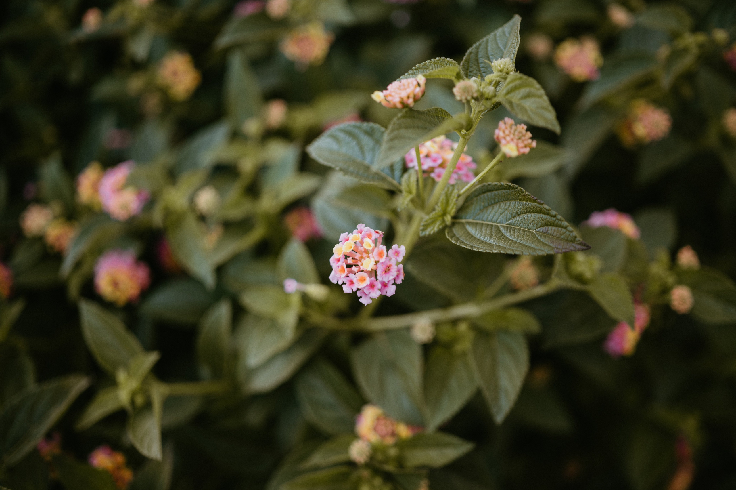 Ședință foto romantică în Lisabona – Inspirație pentru fotografiile de nuntă. Valentin Melen — wedding photographer