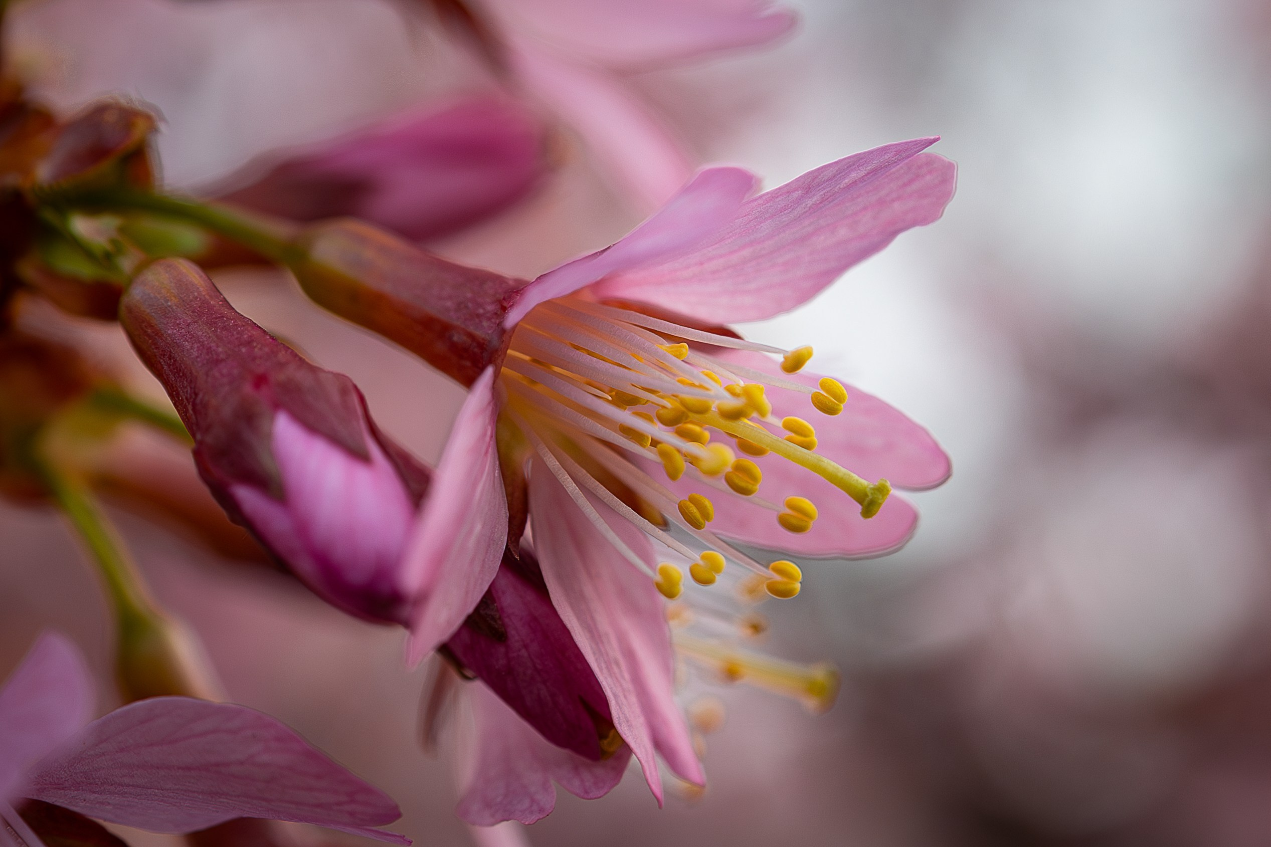 Portret bebeluș la botez realizat de Mitroi Iulian