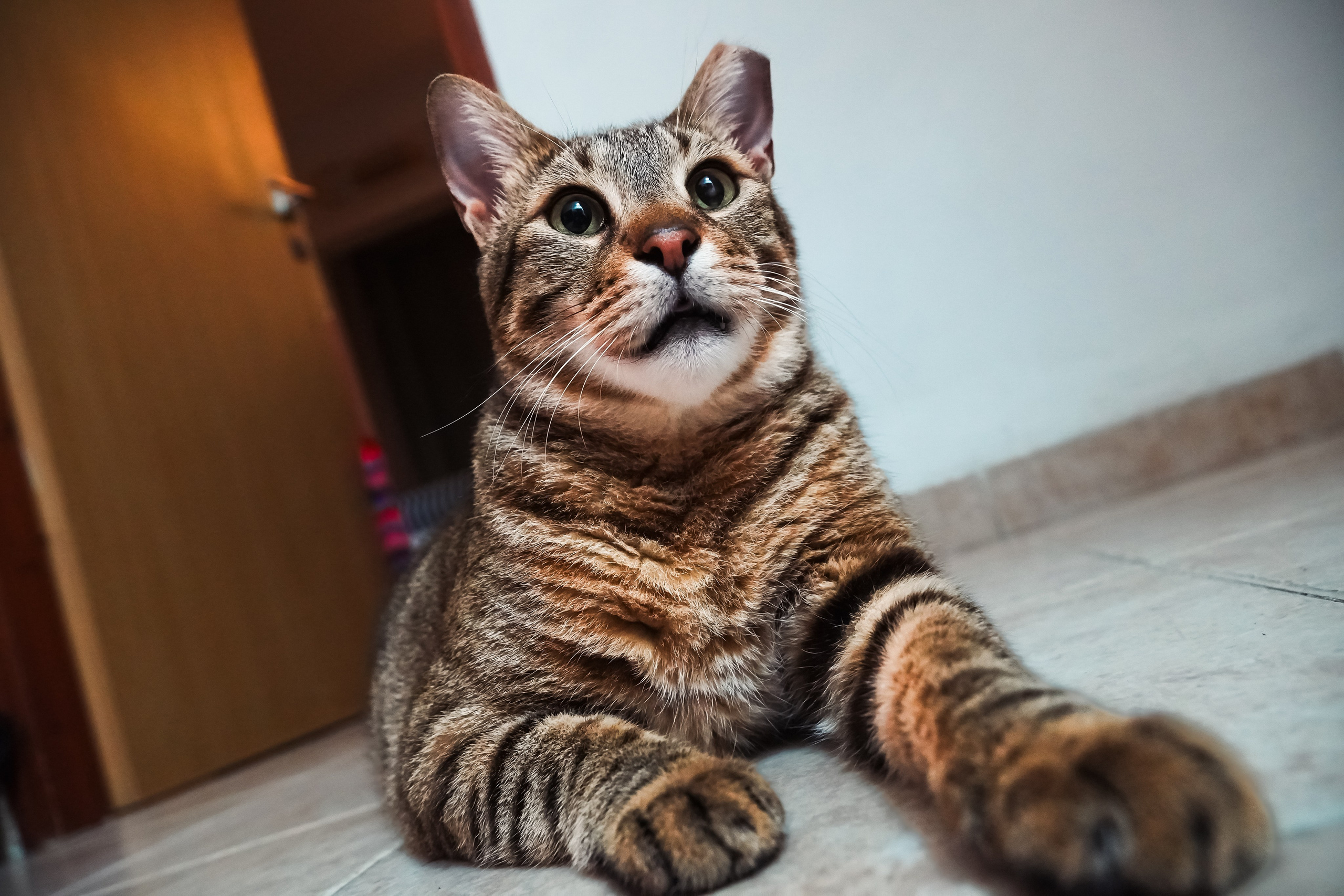 Random cat's. Главное меню