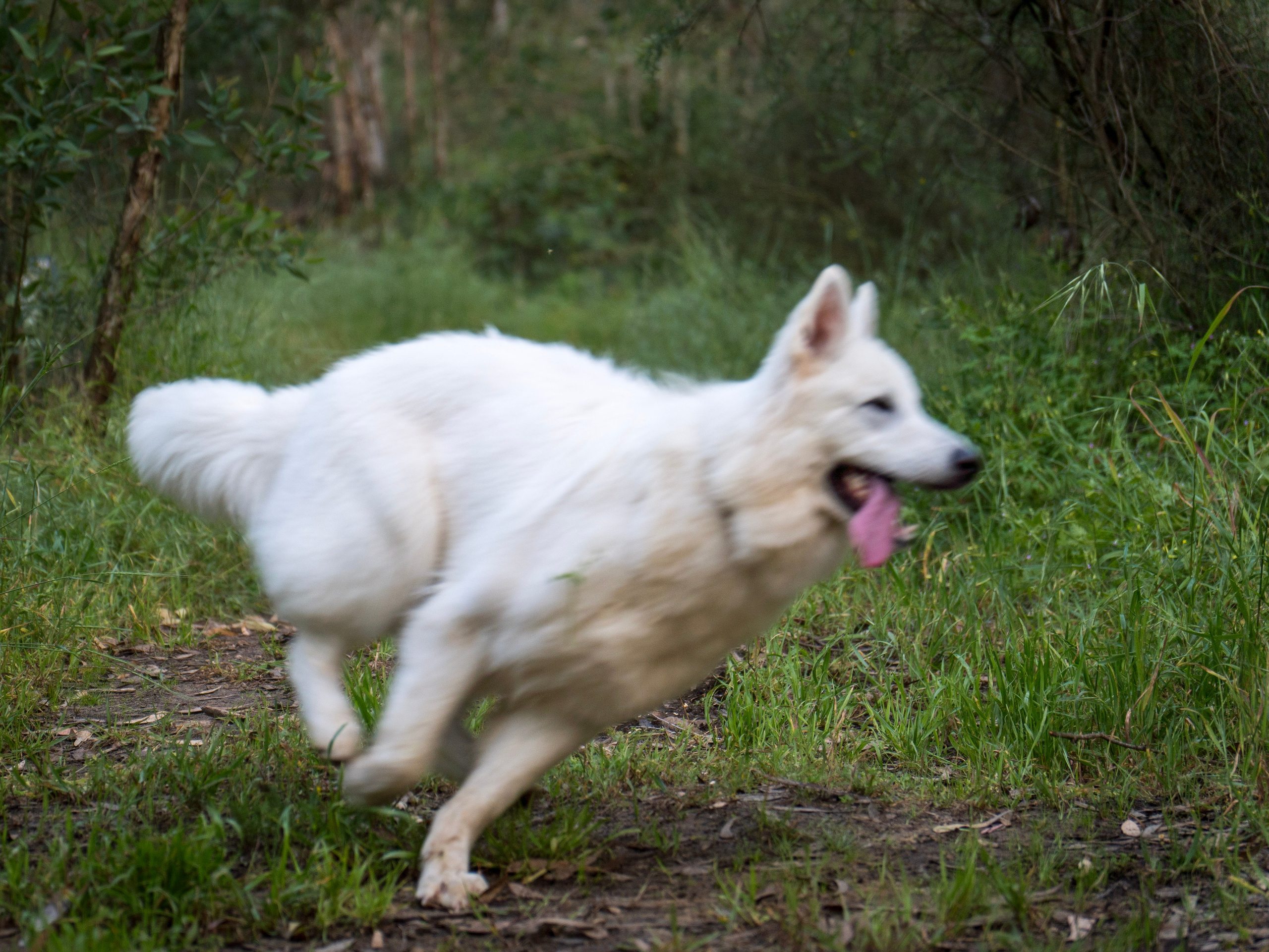 Шельга и Шегги. Главное меню