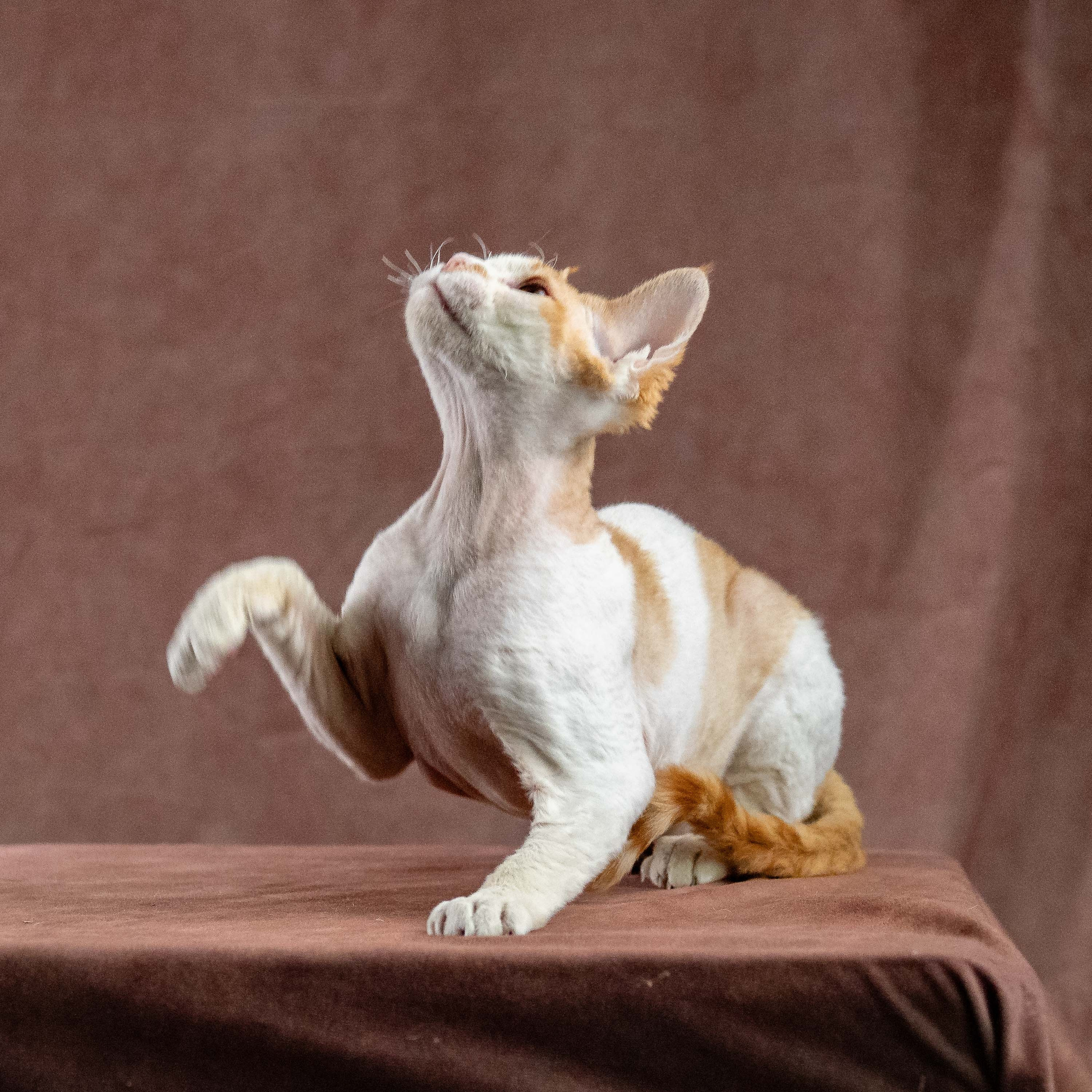 Nika. Devon Rex Pixie Cattery