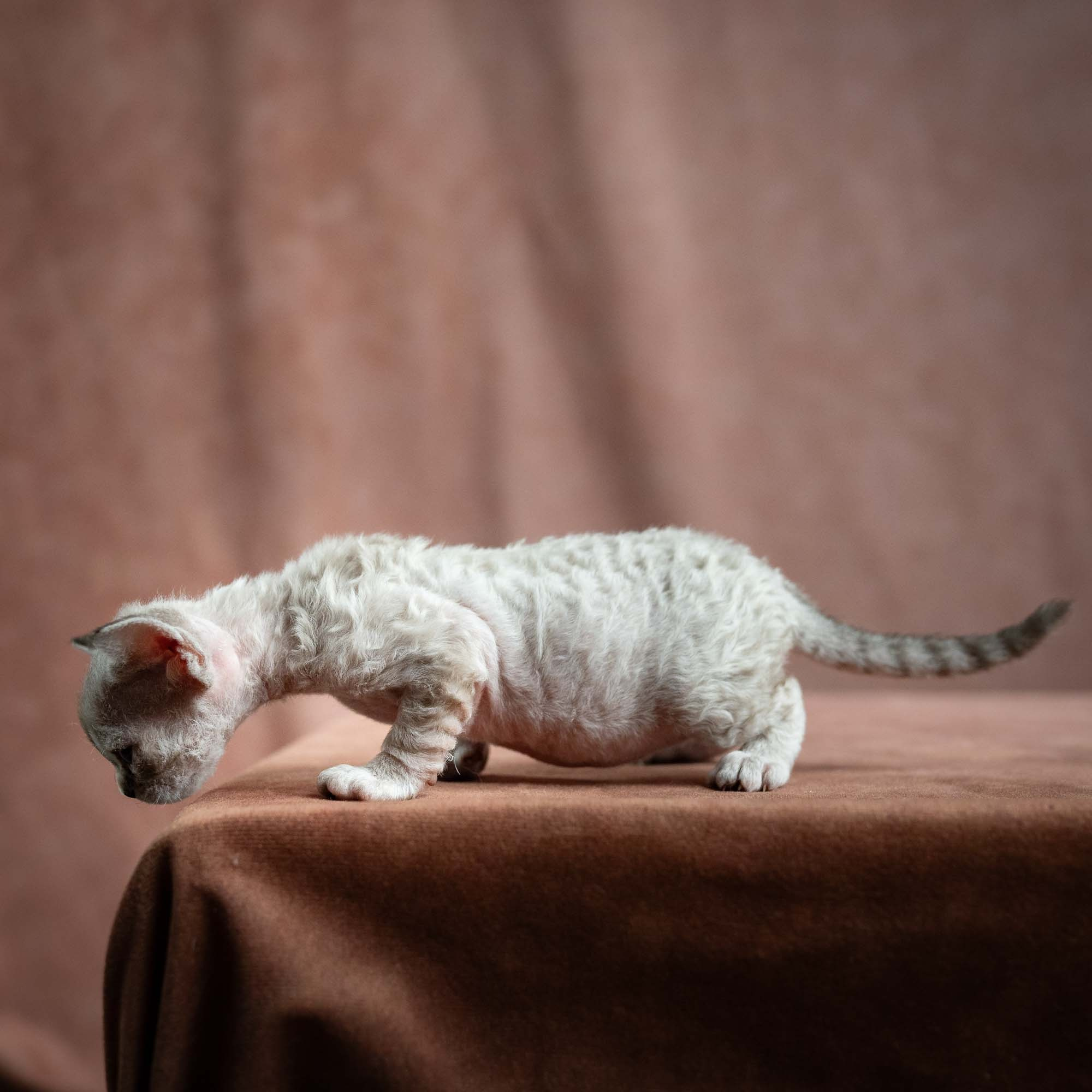 Nellie, girl, born 01.17.26. Devon Rex Pixie Cattery