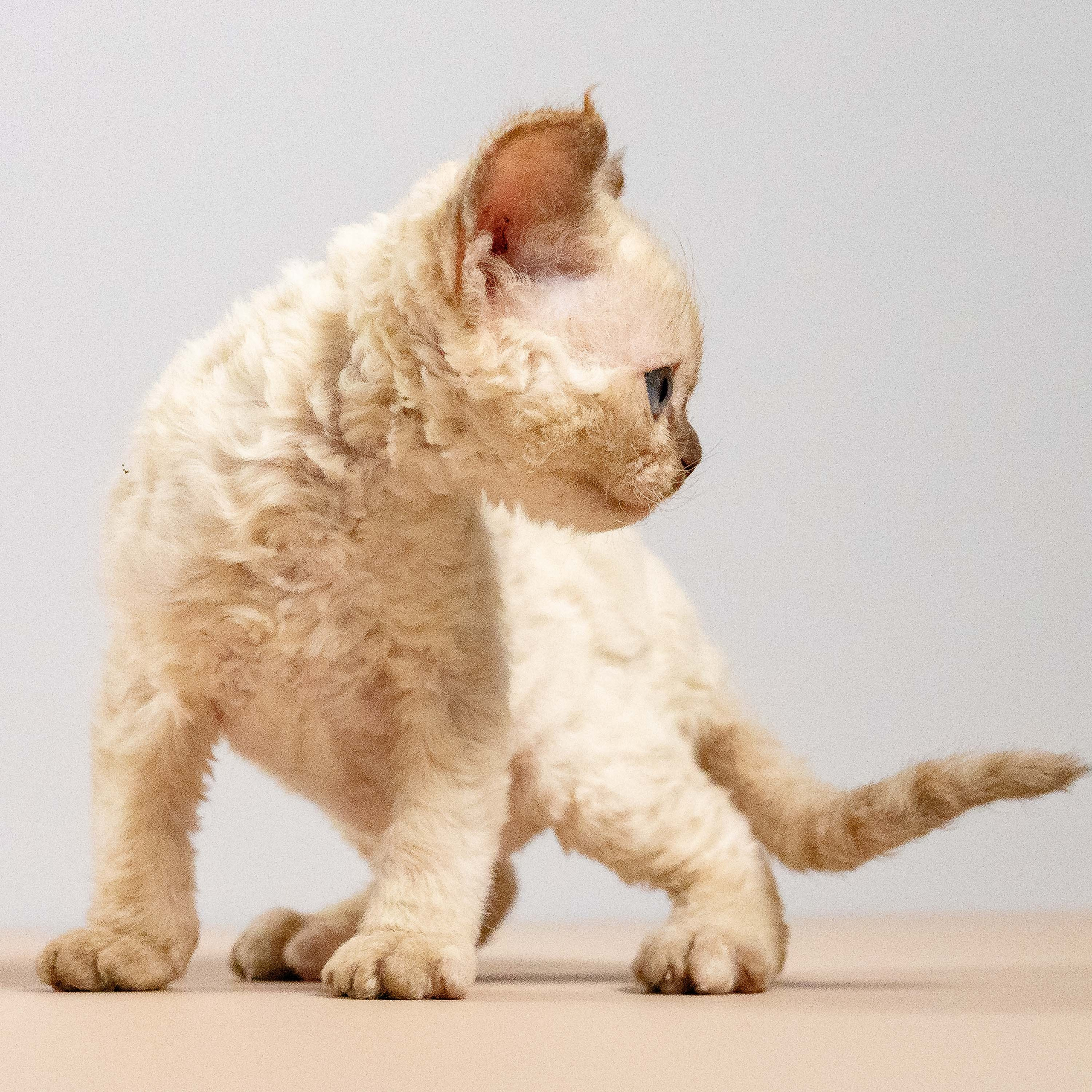 Luna, girl, born 12.20.2025. Devon Rex Pixie Cattery