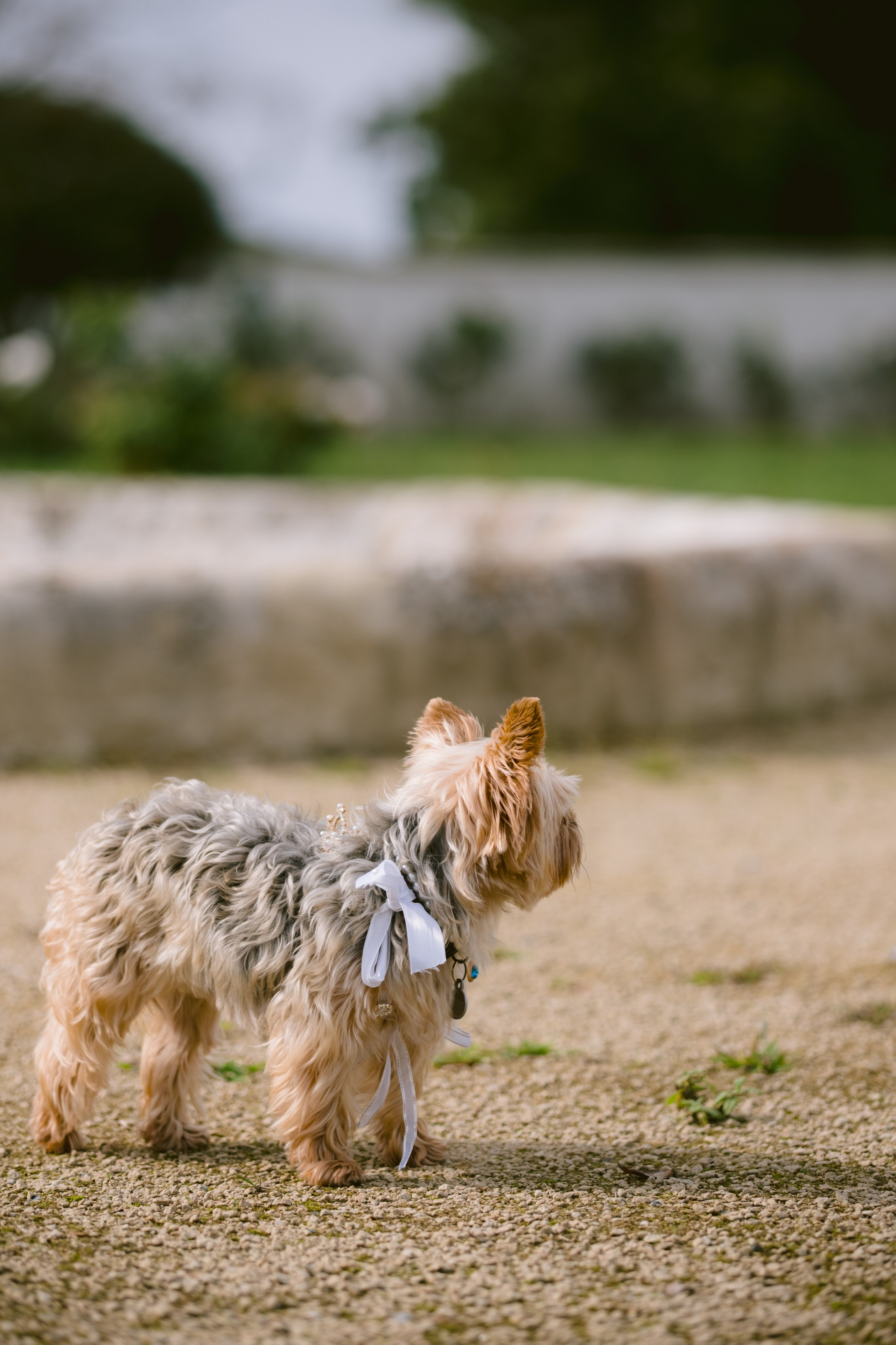 Louis and Lucie. Wedding photography — EMU Photos