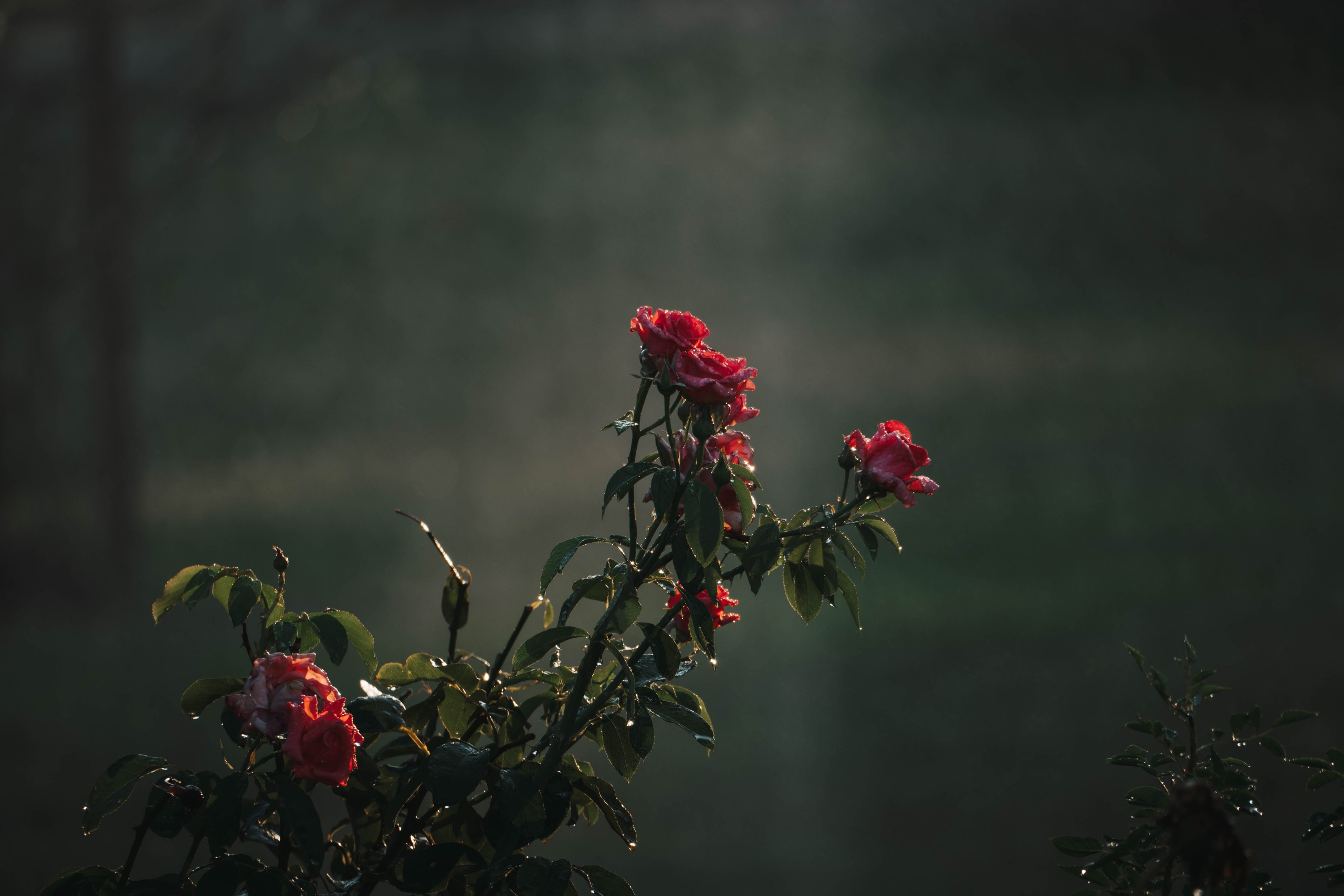 Bocetos. Alba del Norte Studio